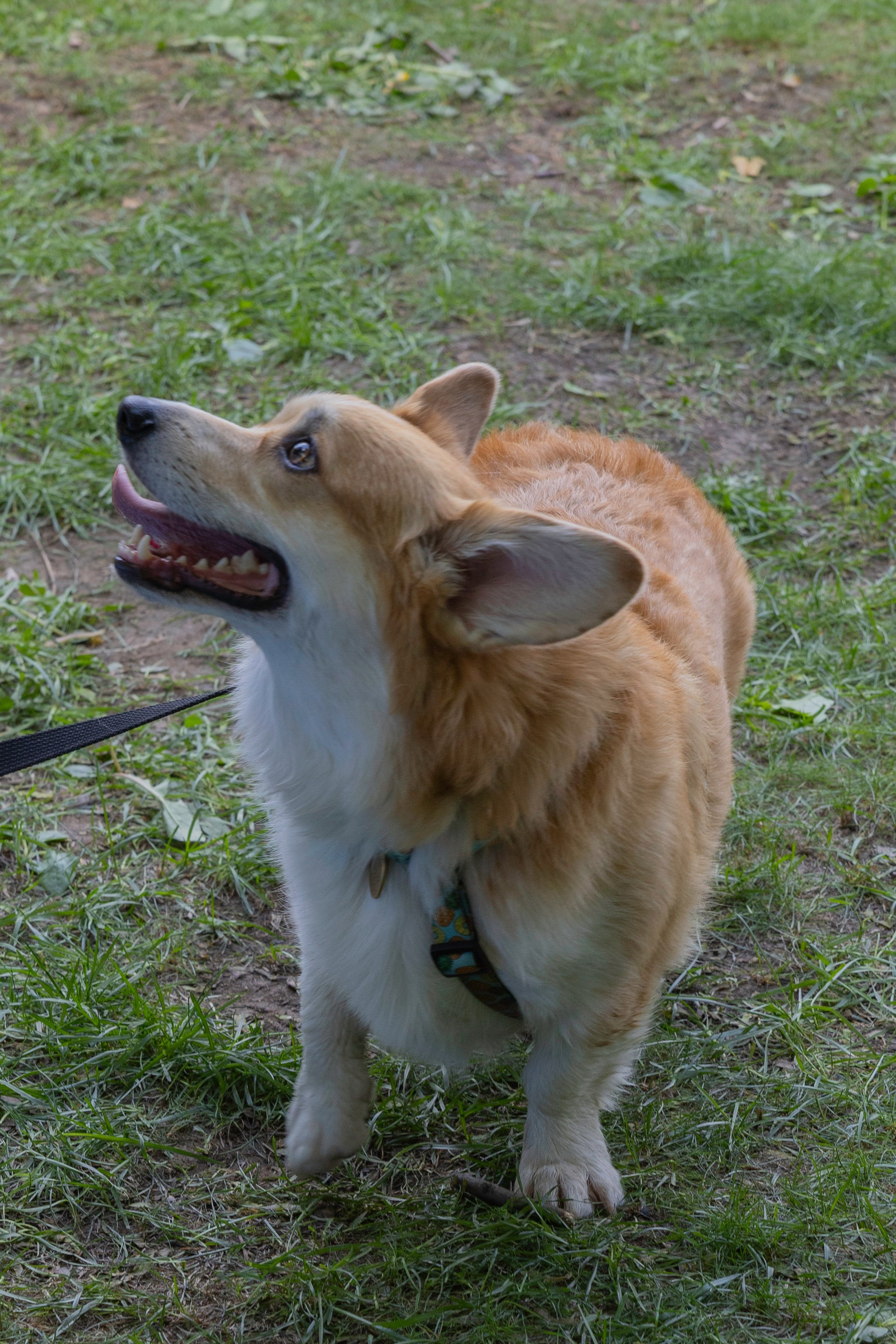 «ЛапкиФест». Фотограф, получающий удовольствие от своей работы