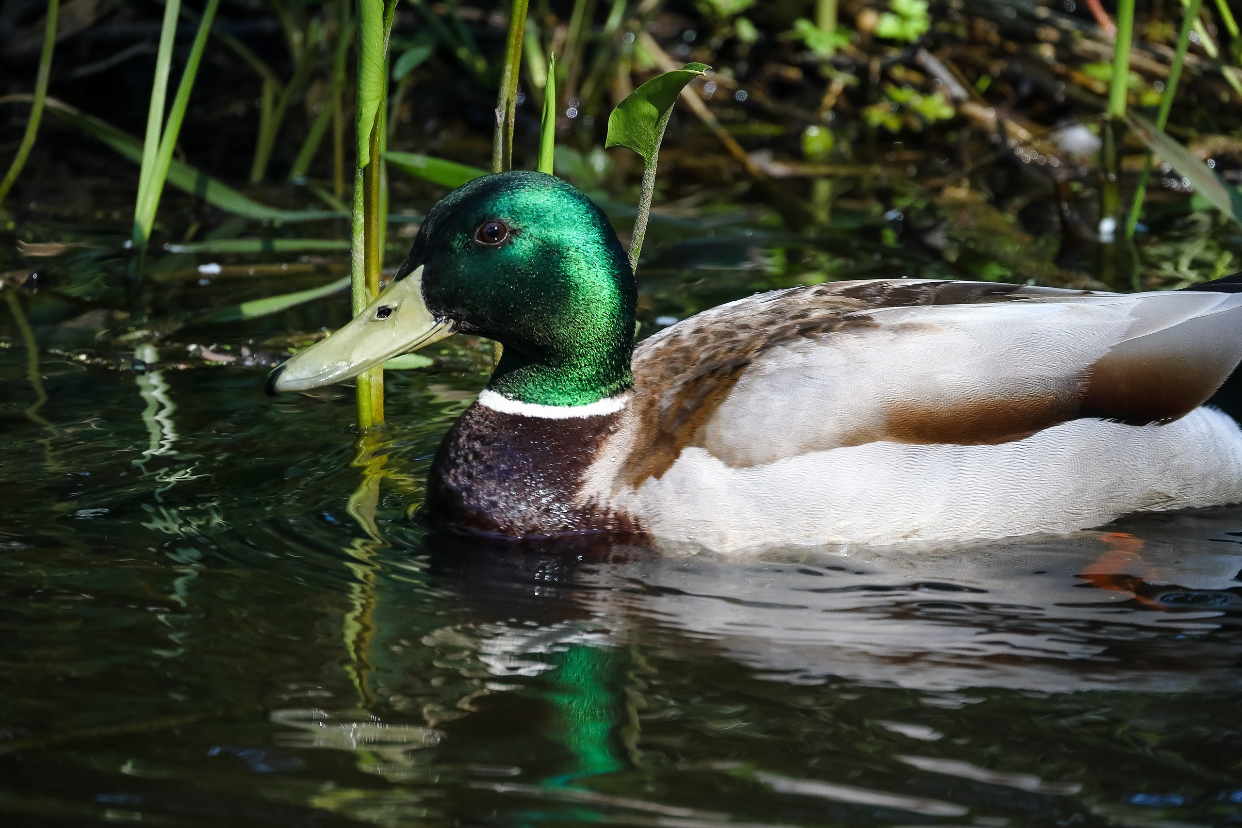 Кряква дикая утка