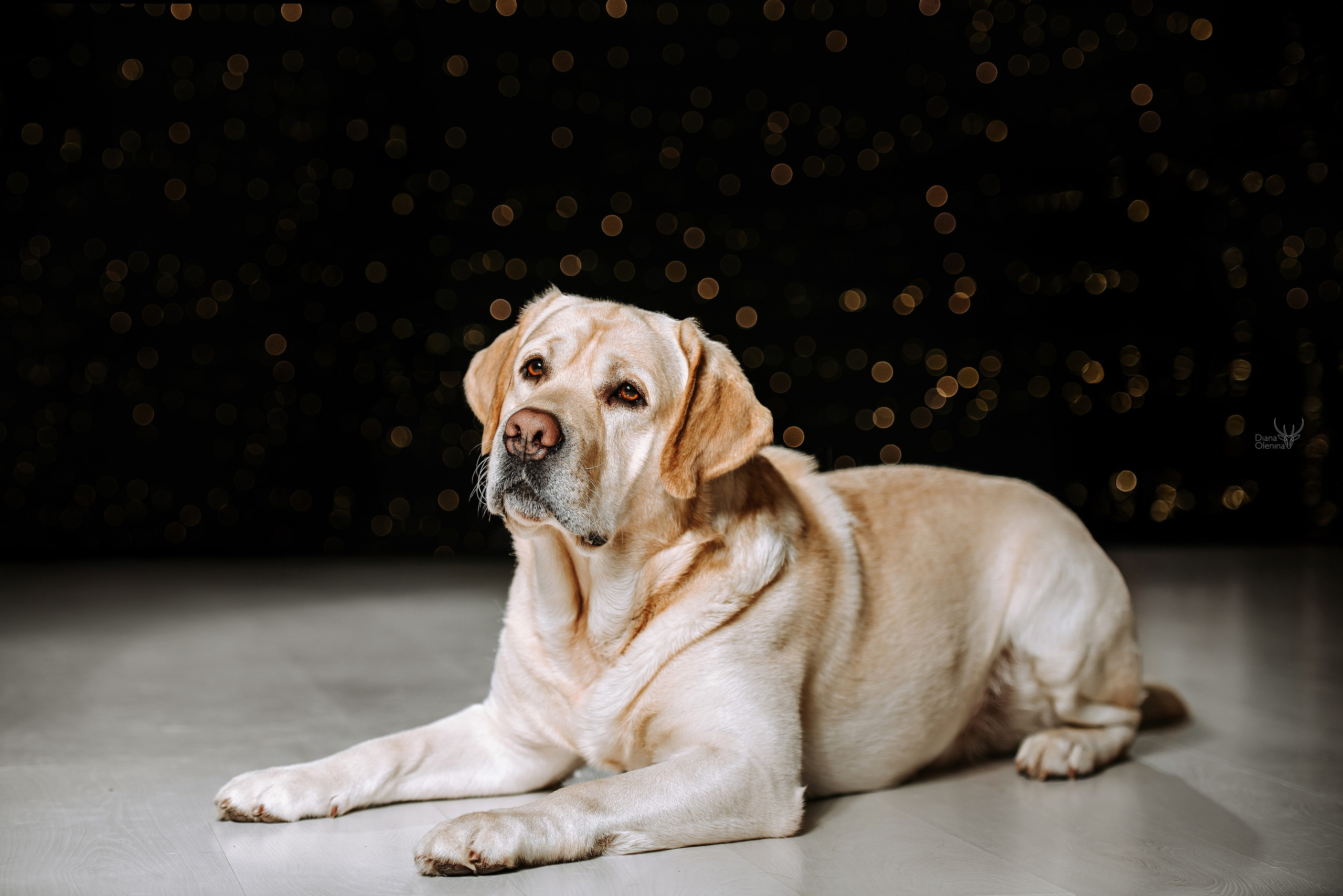 Собаки фоны. Фотограф Диана Оленина Красноярск / Братск