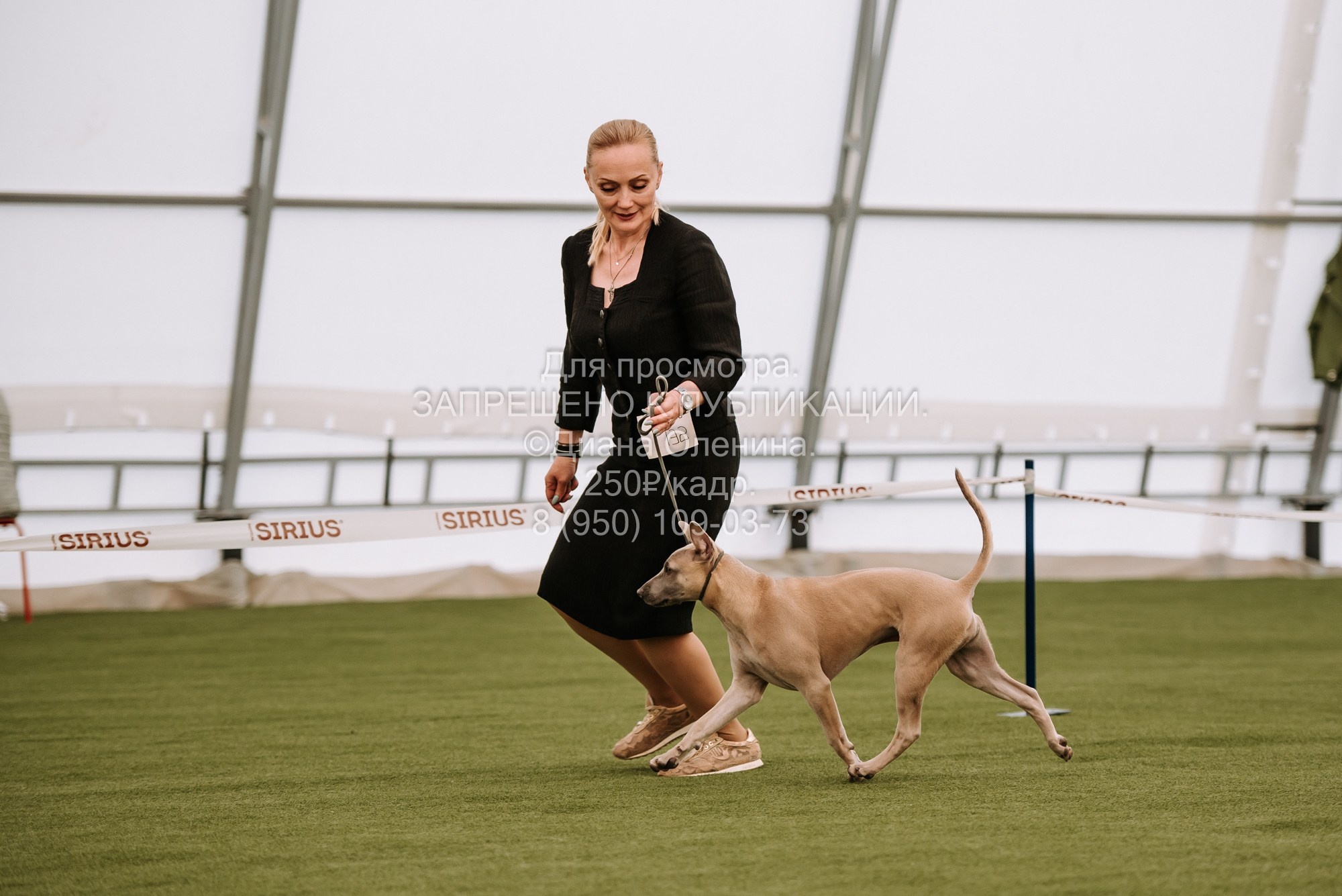 Выставка собак Красноярск 2.06. Фотограф Диана Оленина Красноярск / Братск