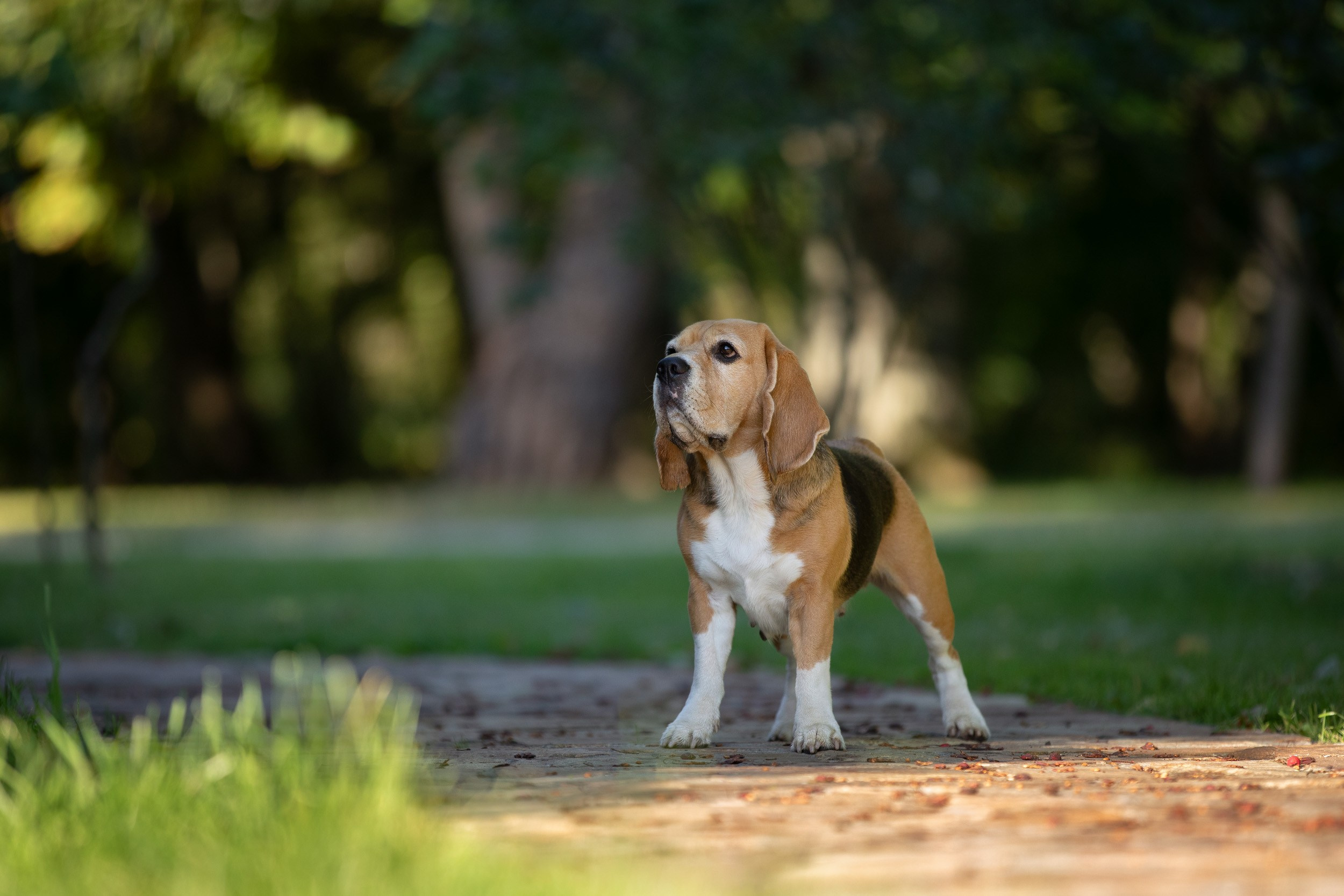 Фотопрогулка с Татьяной и биглем Евой. Фотограф-анималист в Москве и Московской области Татьяна Фролова
