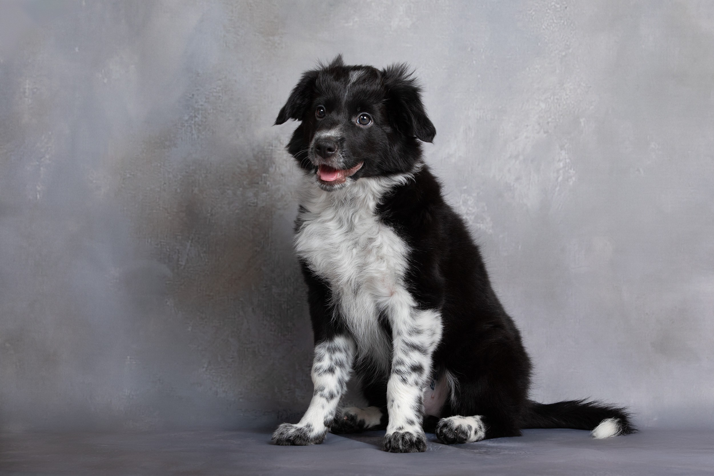 Презентация помета щенков в 2 месяца. Фотограф-анималист в Москве и Московской области Татьяна Фролова