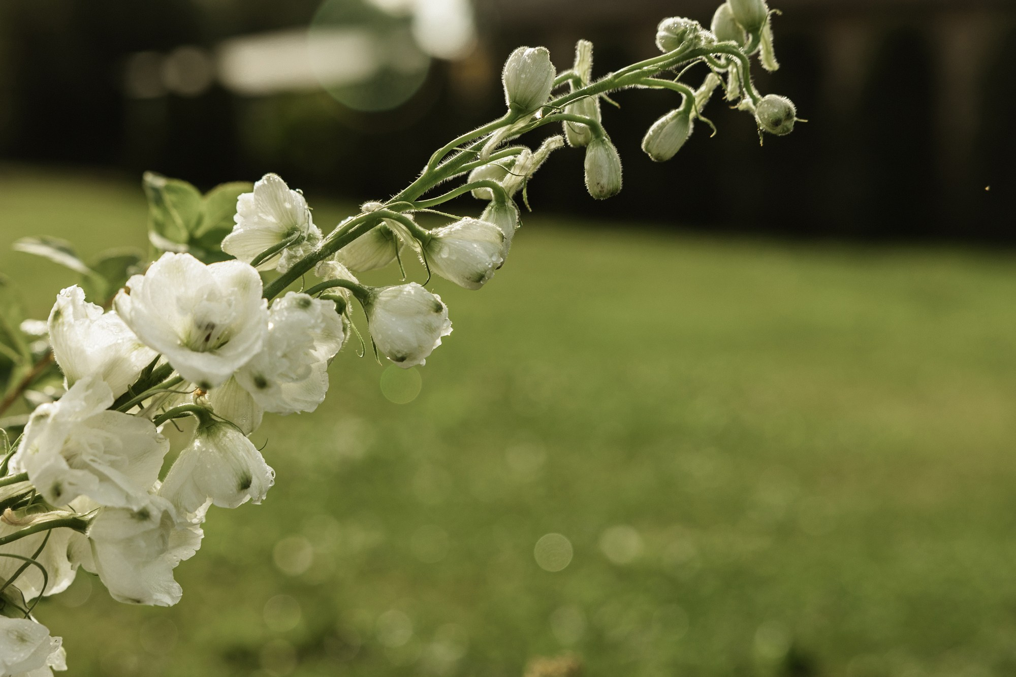 Яна &  Дмитрий. Свадебный фотограф в Москве и Санкт-Петербурге Анастасия Мирославская