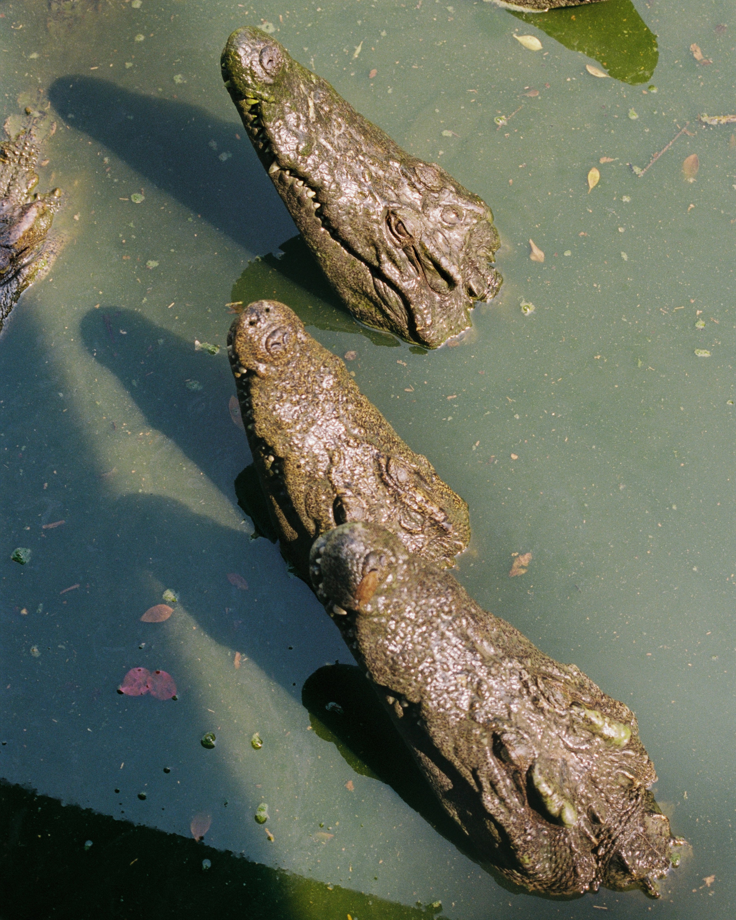 Thailand. Kirill Shashkov