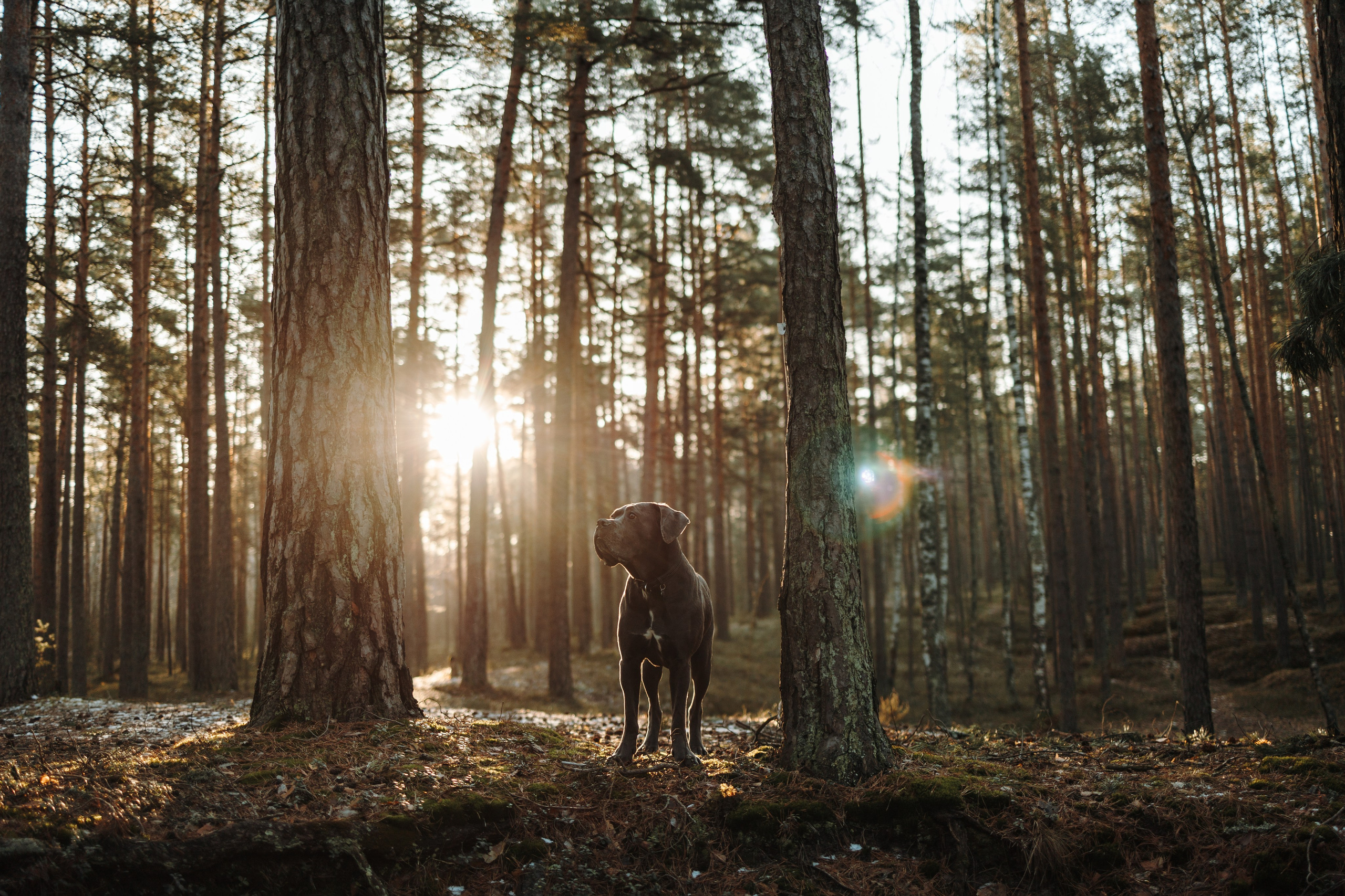 Анна и Лана. Фотограф — Анималист | Санкт-Петербург