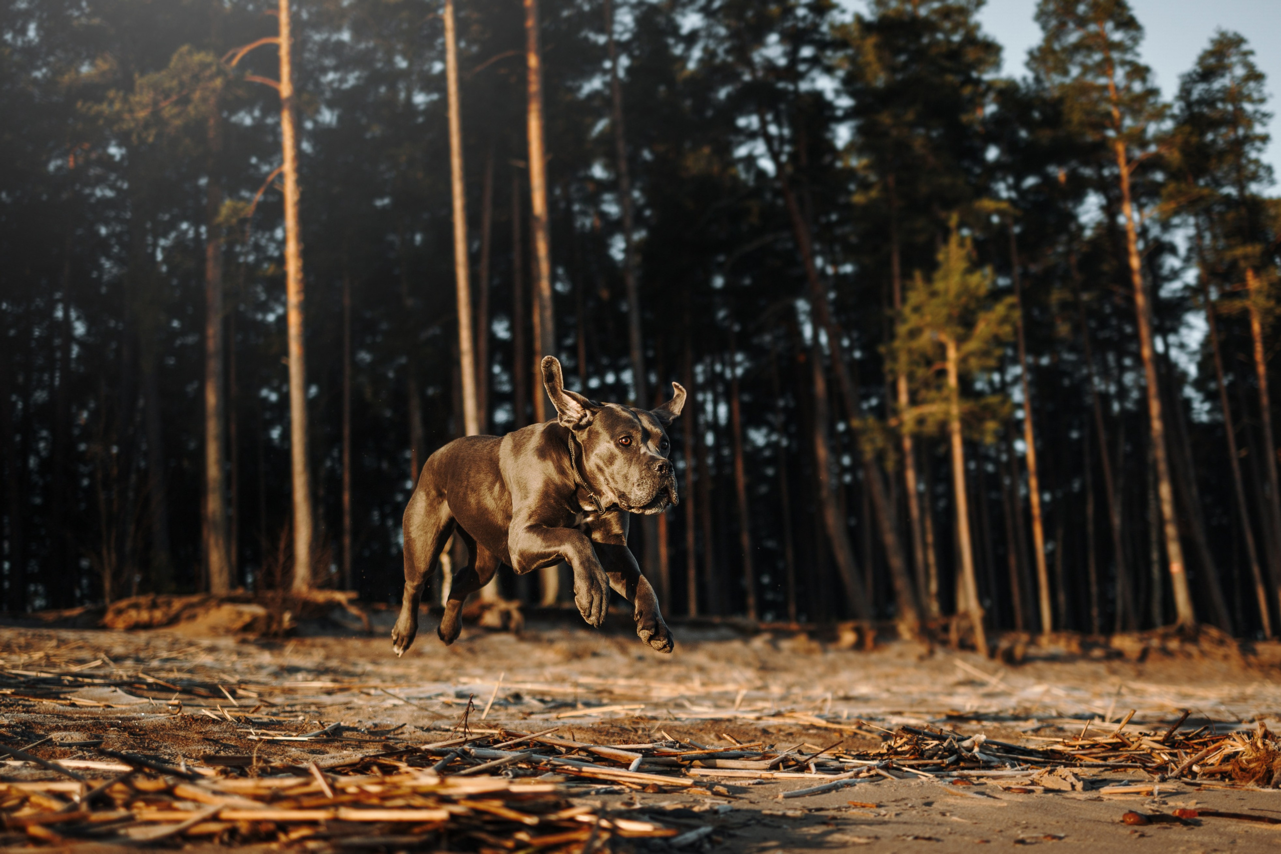 Анна и Лана. Фотограф — Анималист | Санкт-Петербург