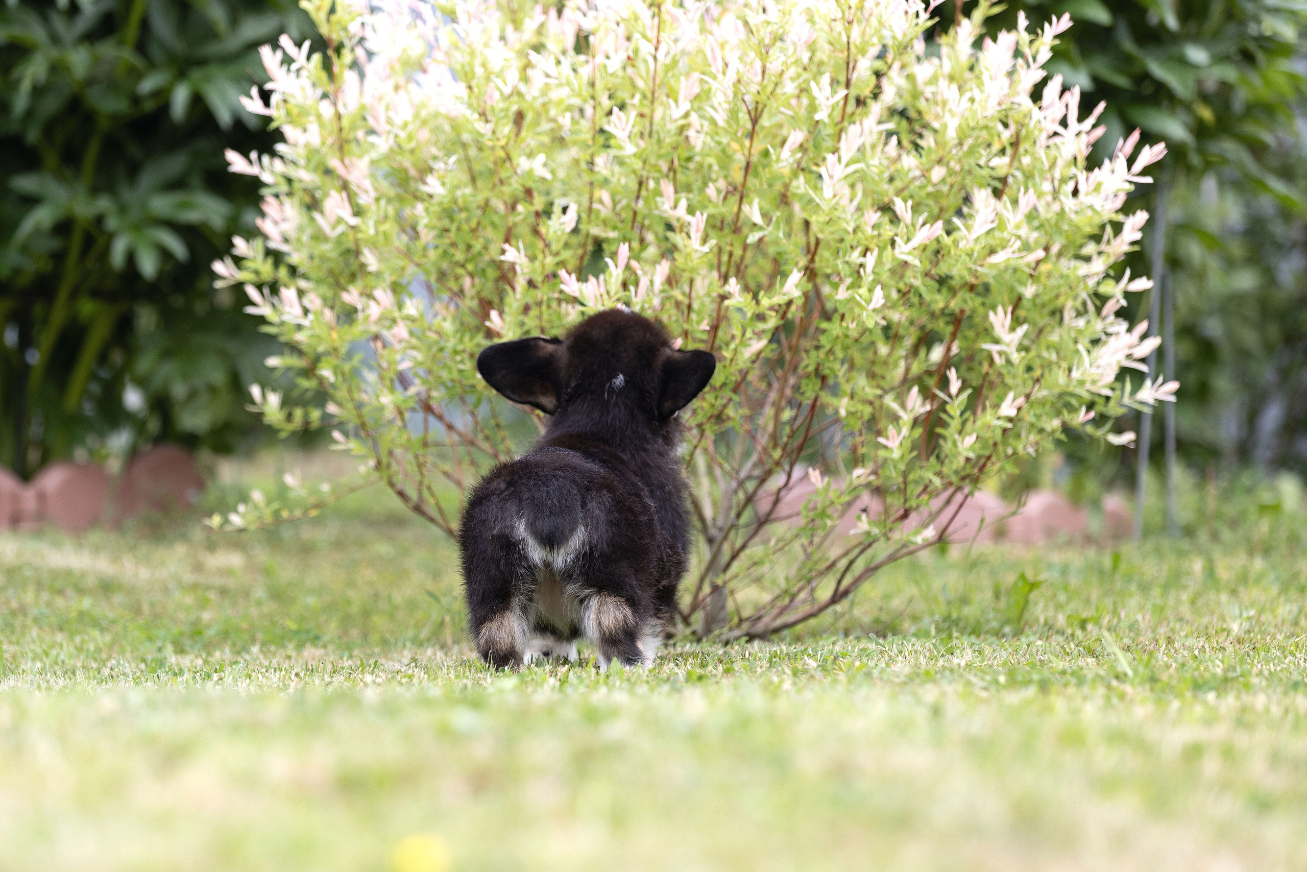 Свободные щенки. Главная