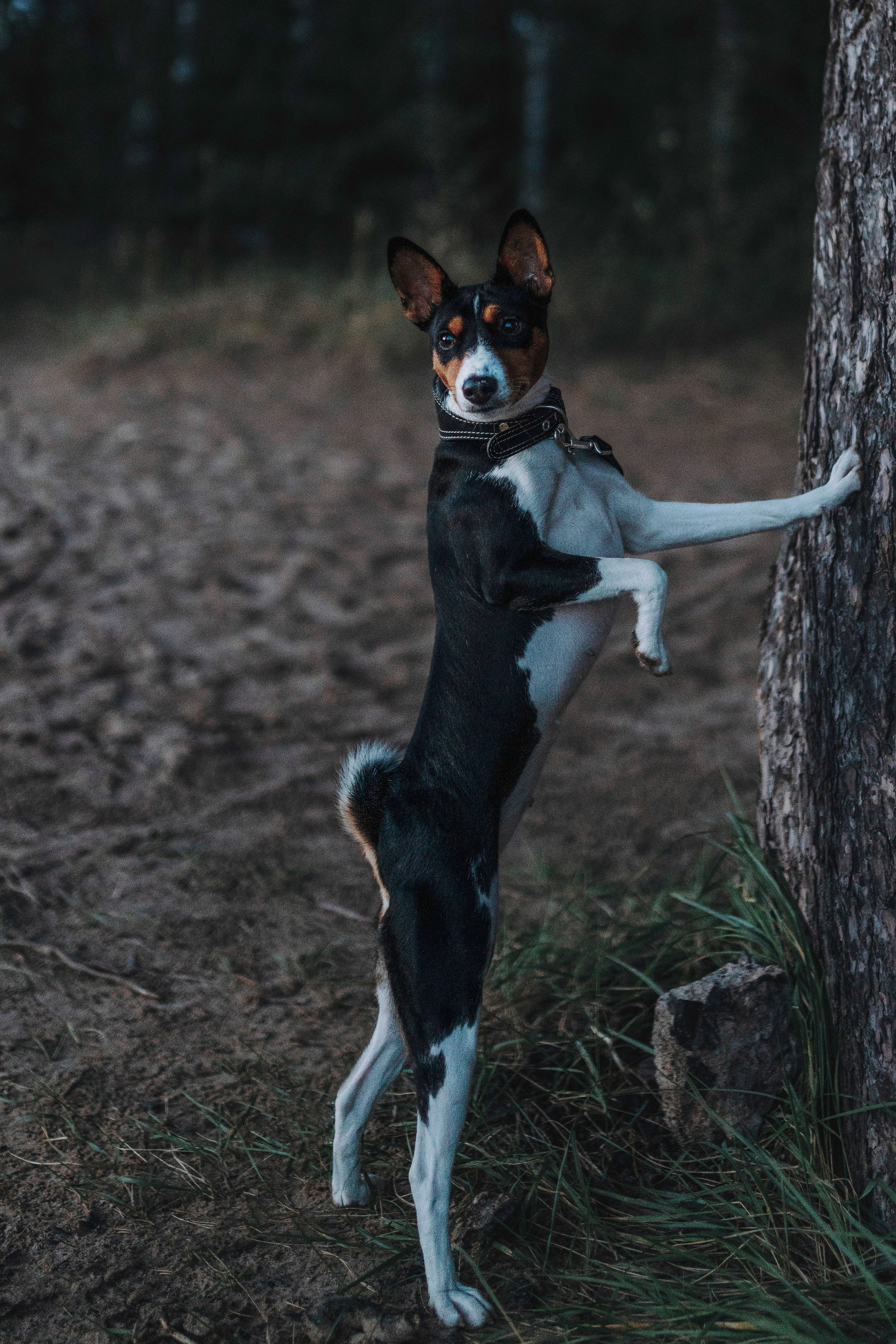 Екатерина и Дива. Фотограф анималист в Спб недорого Олеся Майорова