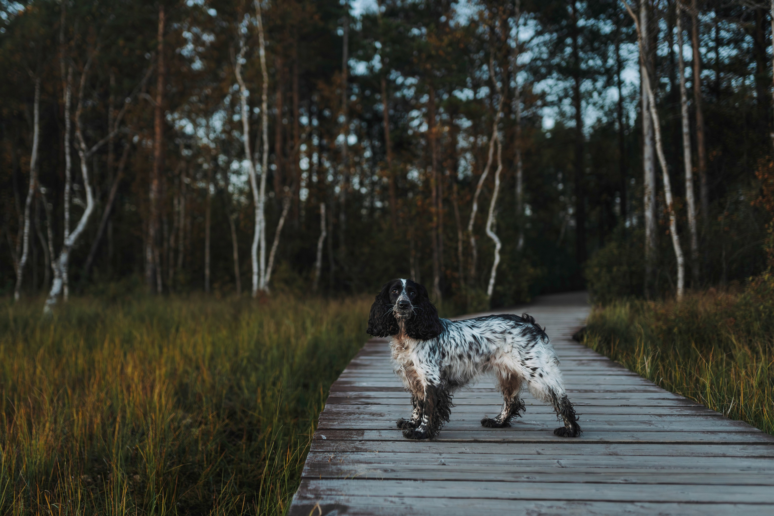 Аня и Тея. Фотограф анималист в Спб недорого Олеся Майорова
