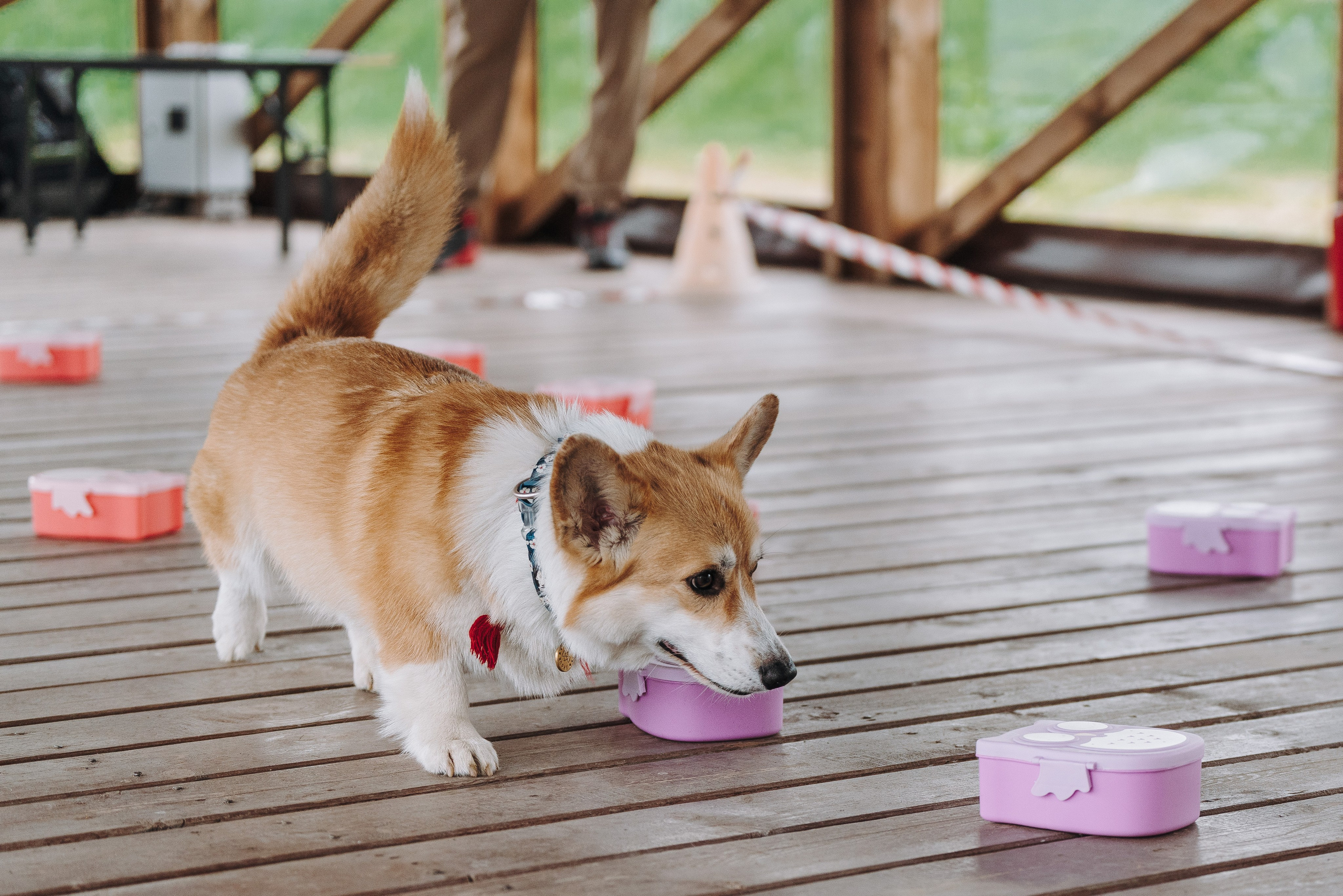 Соревнования по ноузворку в Лосево. Фотограф анималист в Спб недорого Олеся Майорова