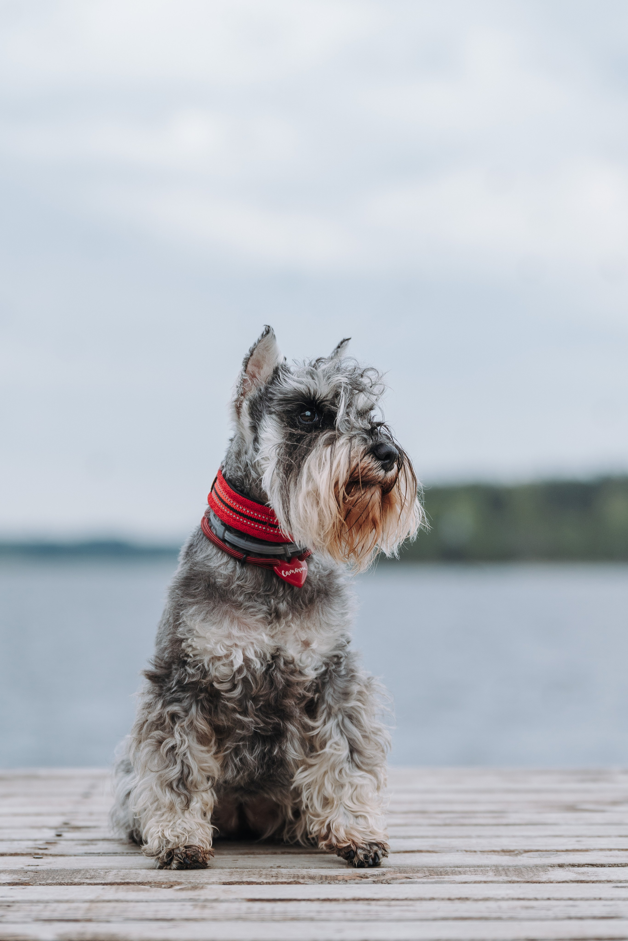 Соревнования по ноузворку в Лосево. Фотограф анималист в Спб недорого Олеся Майорова