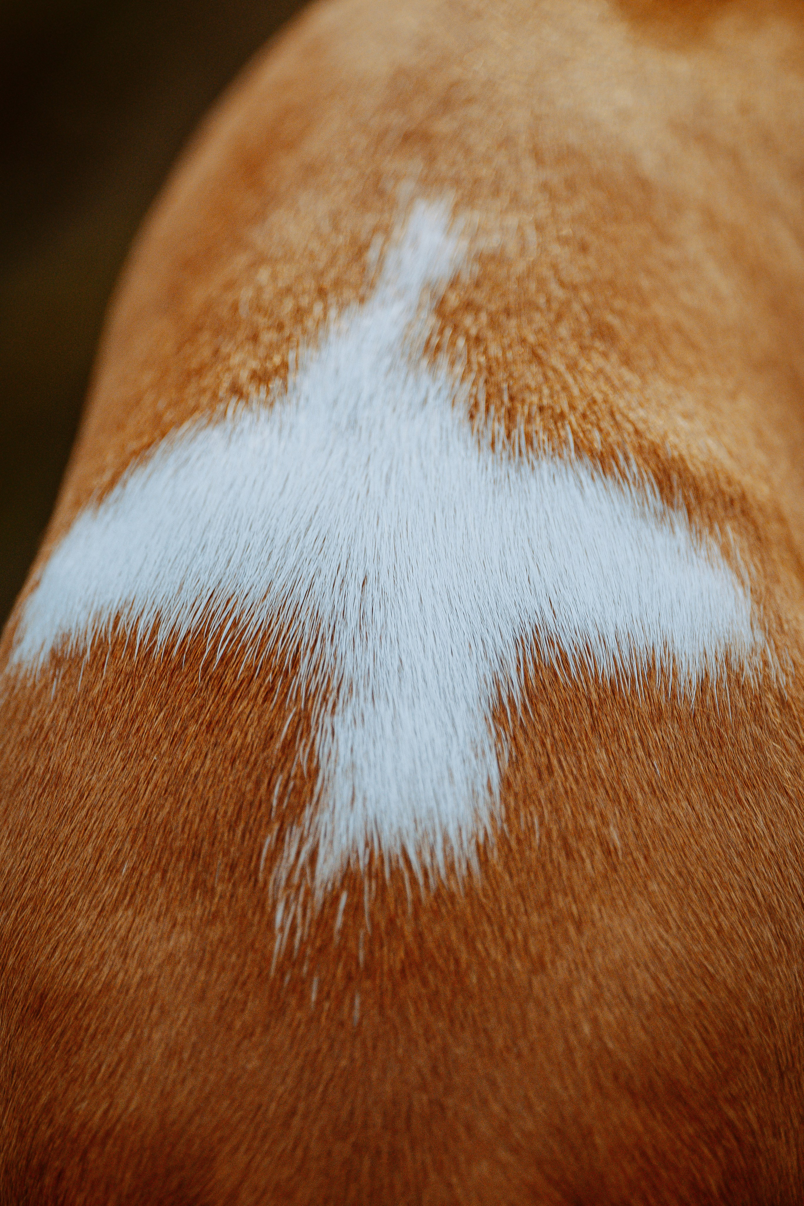 Ольга, Рора и Румпель. Фотограф анималист в Спб недорого Олеся Майорова