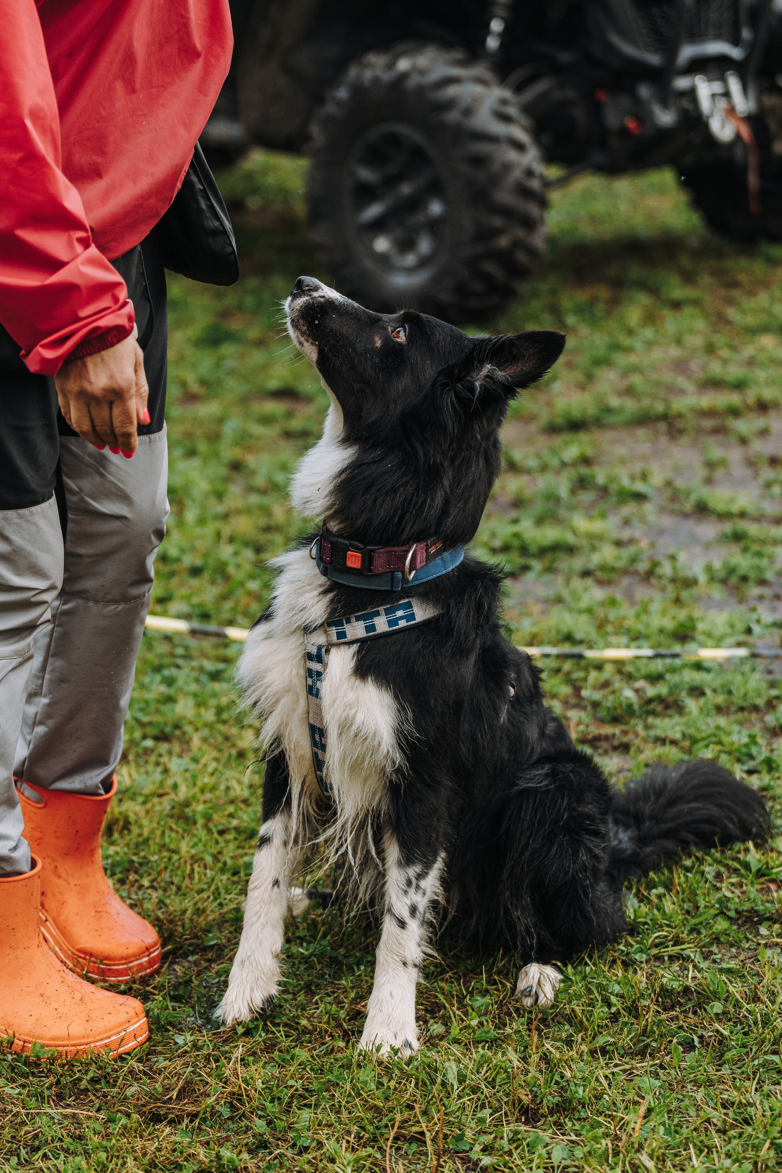 Соревнования по ноузворку в Новожилово. Фотограф анималист в Спб недорого Олеся Майорова