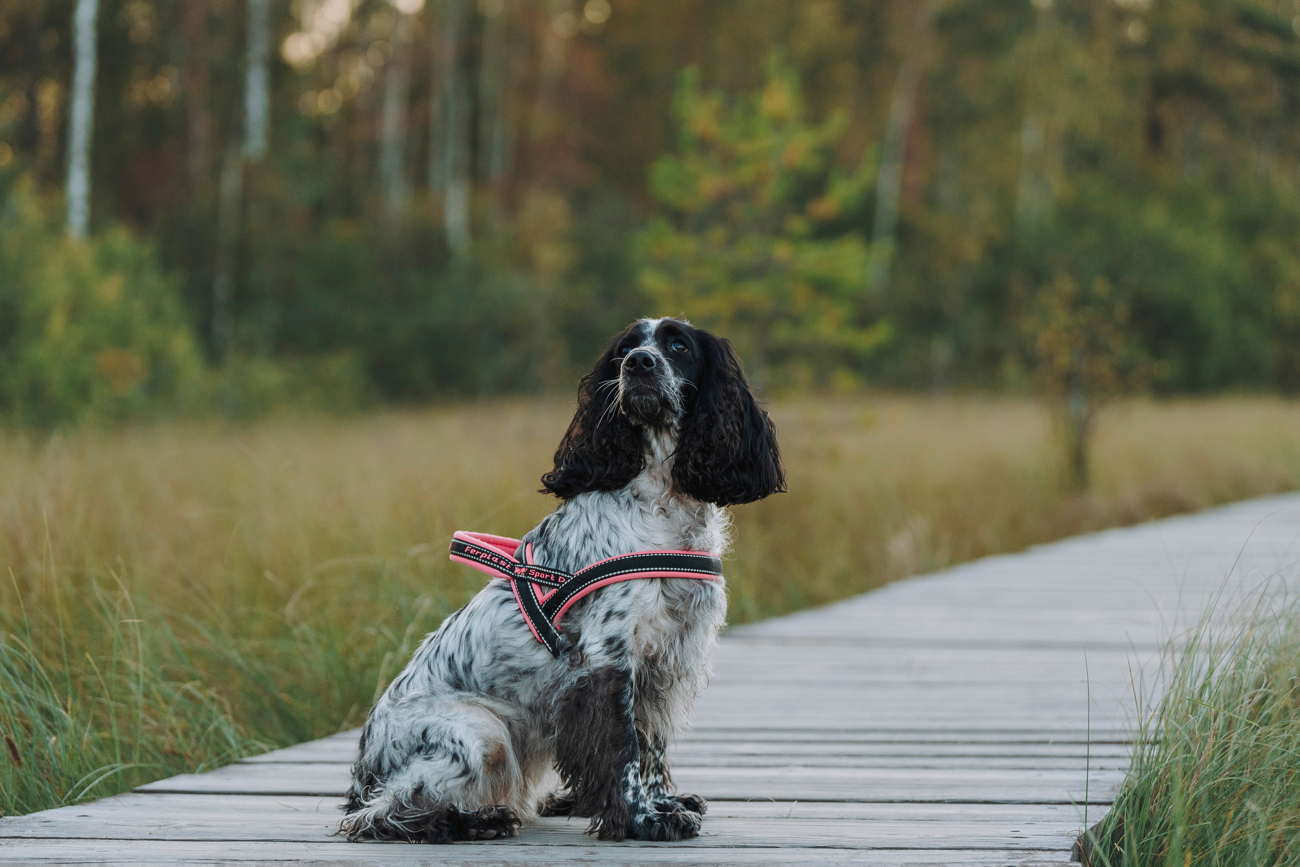 Аня и Тея. Фотограф анималист в Спб недорого Олеся Майорова