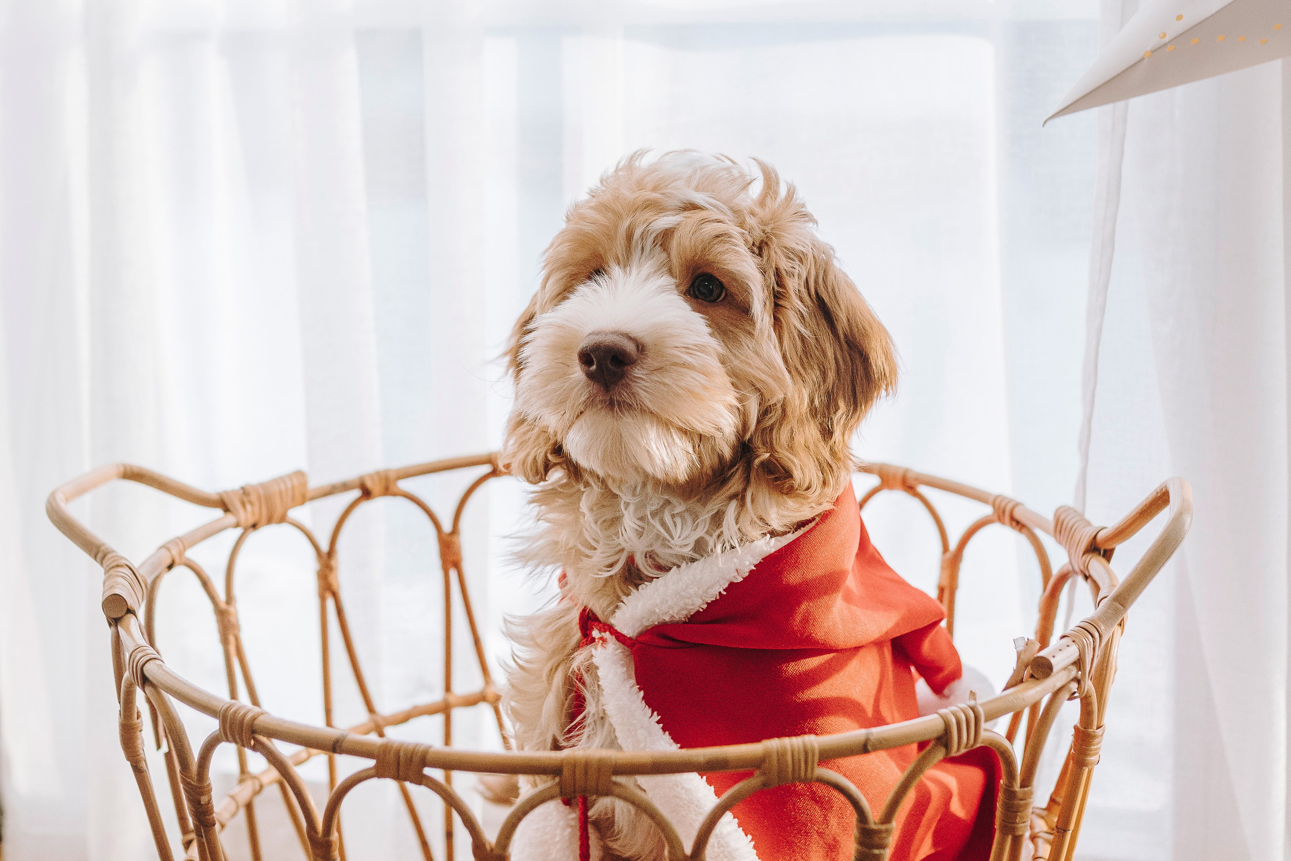 Мёрфи, Таня и Антон. Фотограф анималист в Спб недорого Олеся Майорова