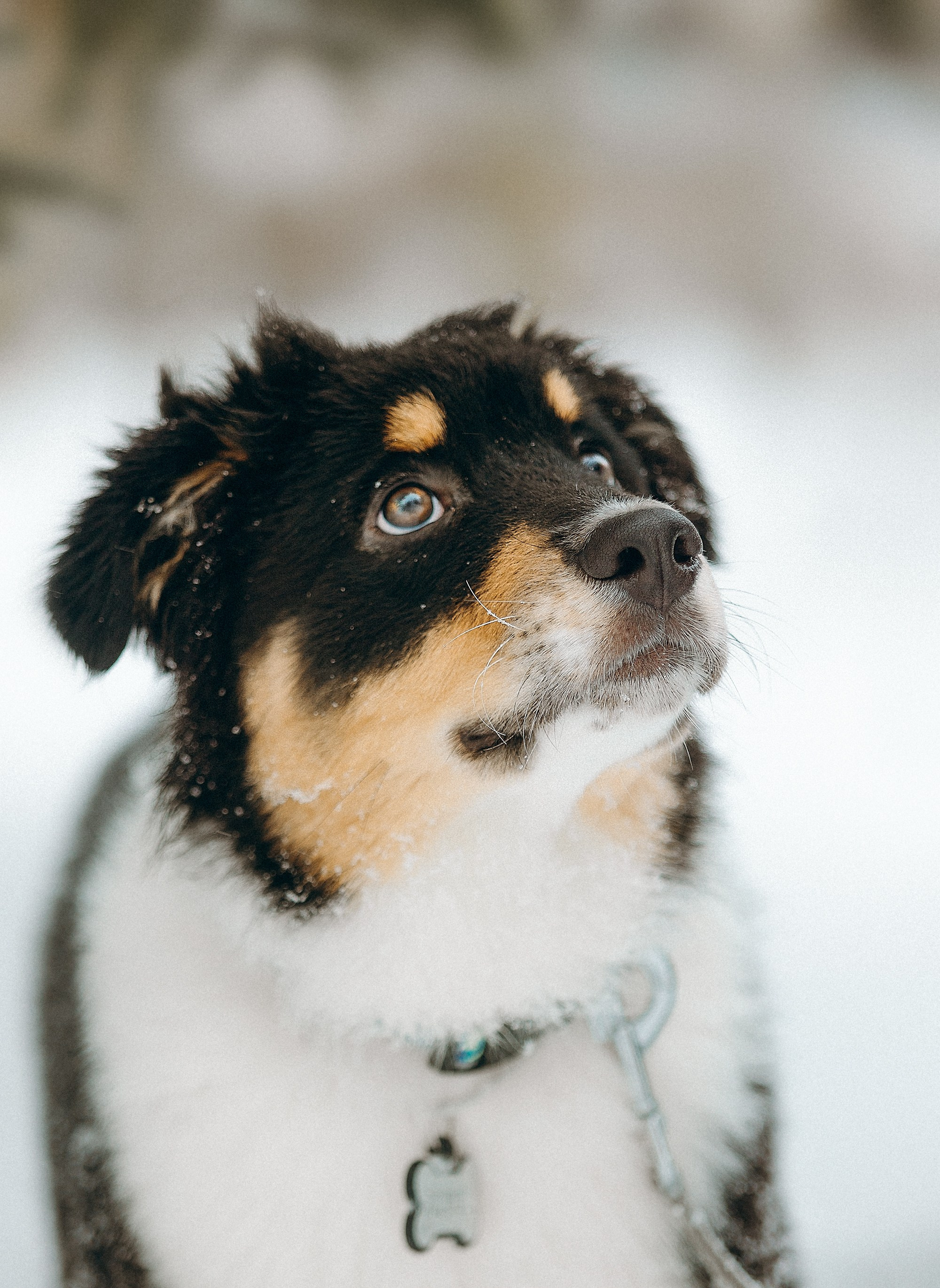 Рей со своей семьей. Фотограф. Фотограф-анималист. Москва