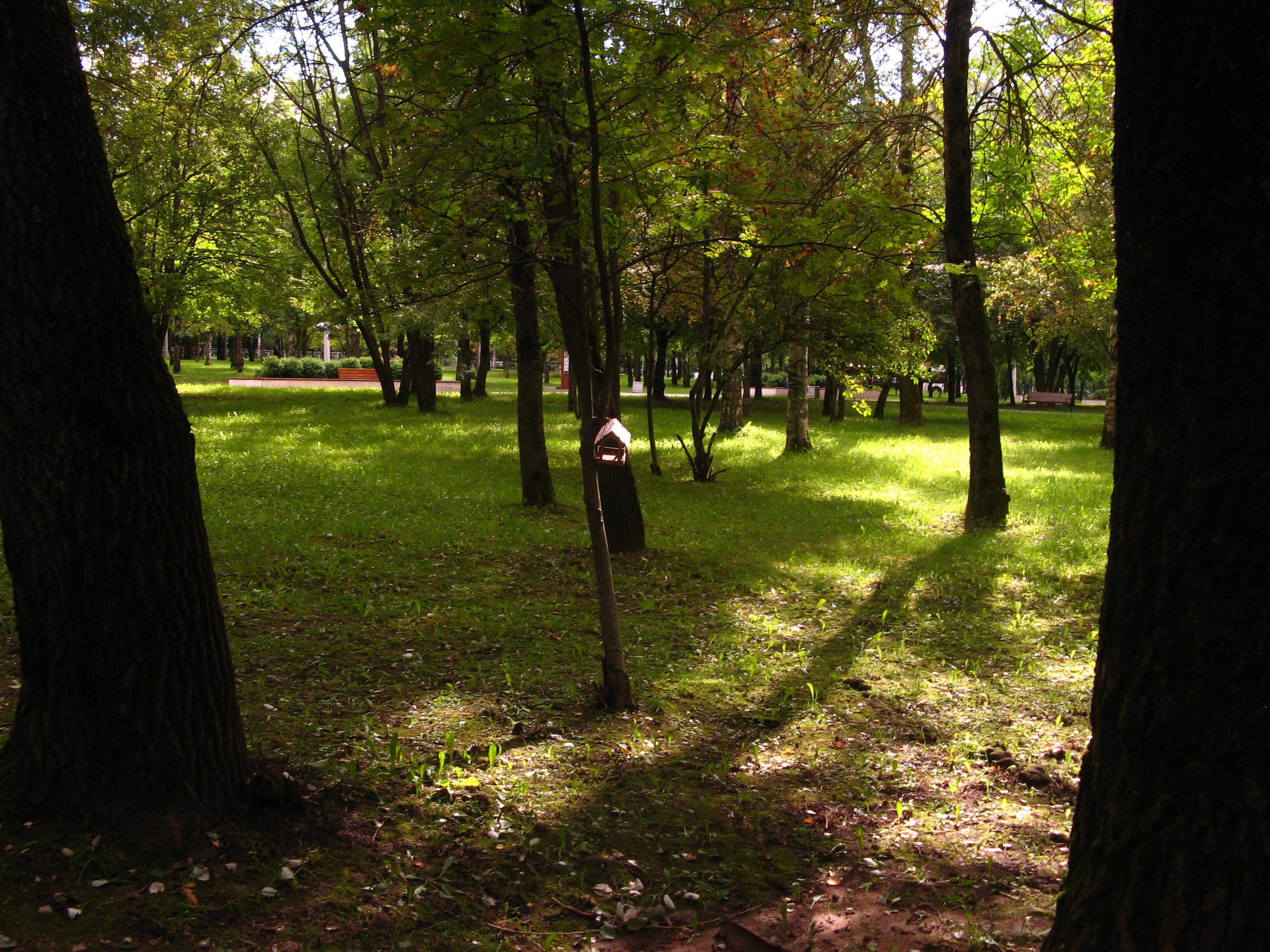 Сентябрь 2025. Den Mirov — Фотограф, Музыкант