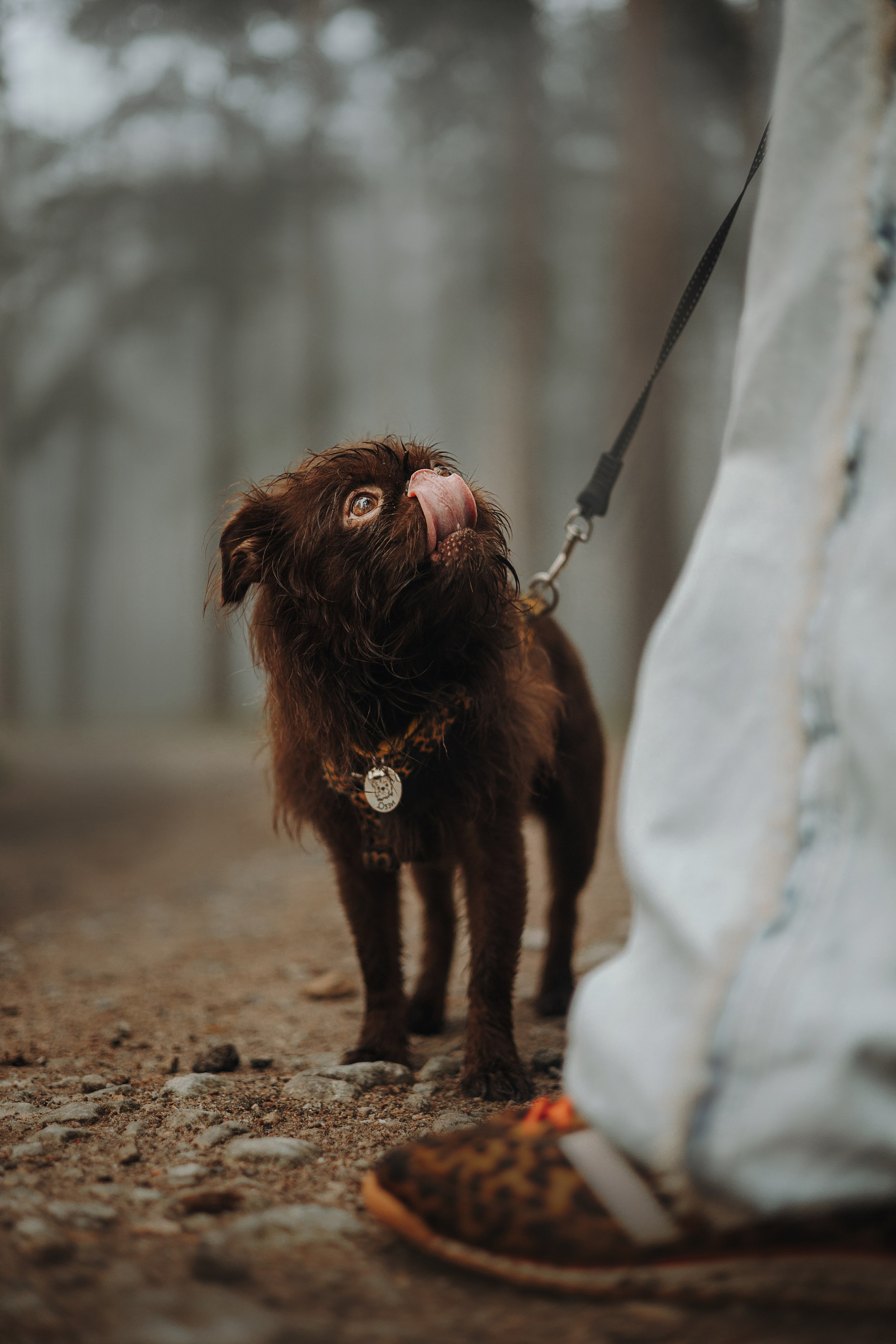 Наташа & Оззи & Йоша. Фотограф — анималист •love-story•|Санкт-Петербург