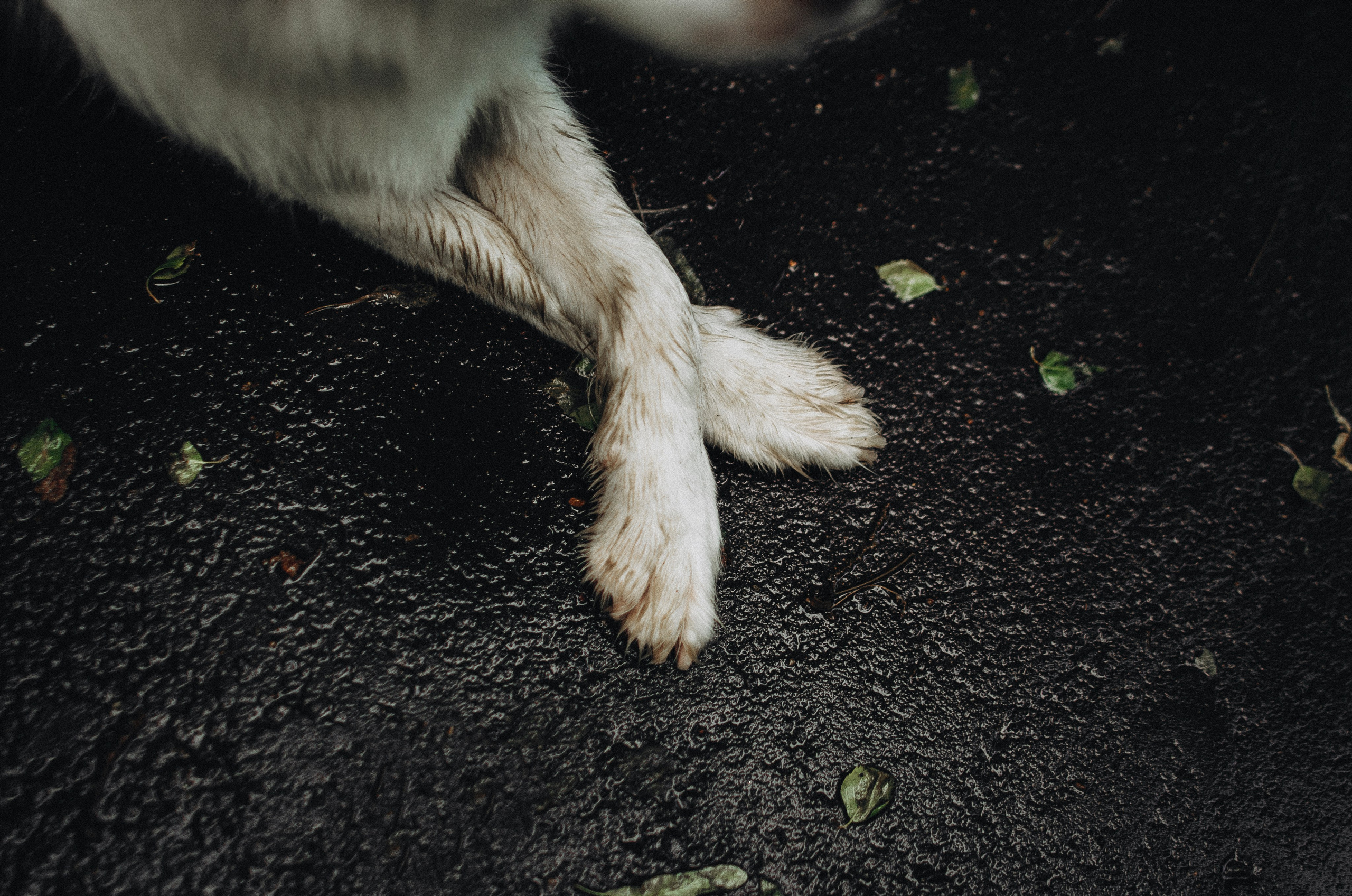 Алина и Бруна. Фотограф-анималист Богданова Полина