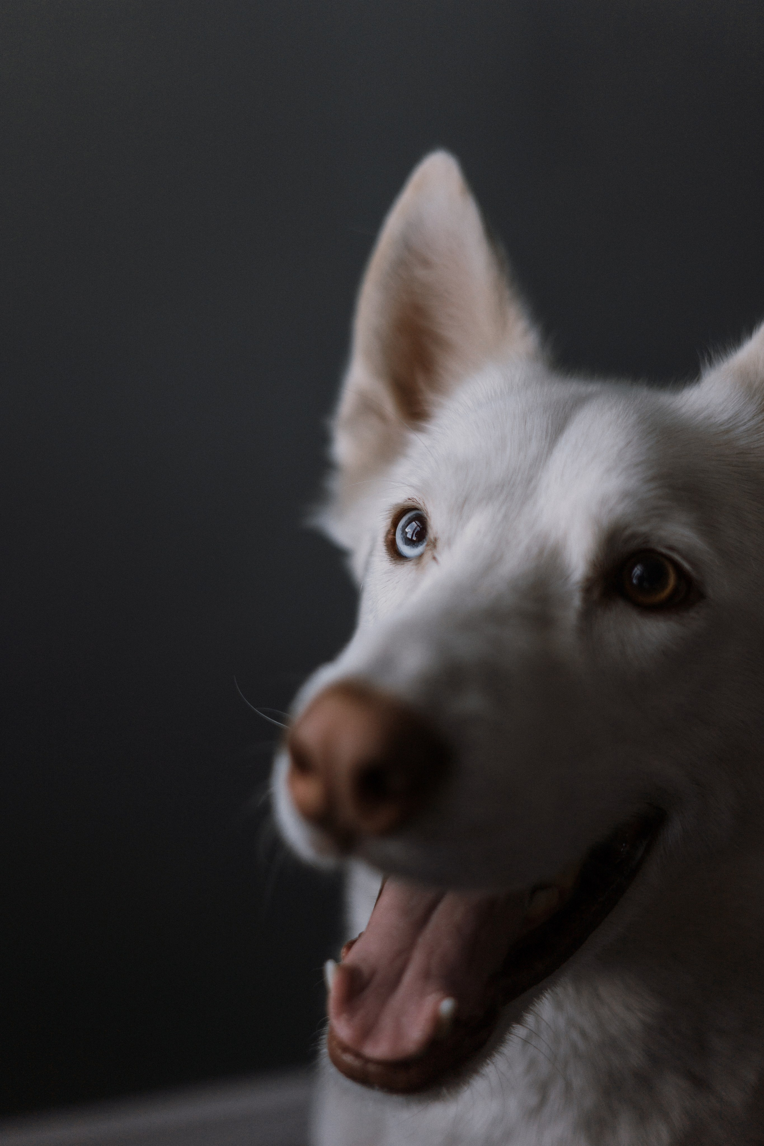 Аня, Дэймон и Грэй. Фотограф-анималист Богданова Полина