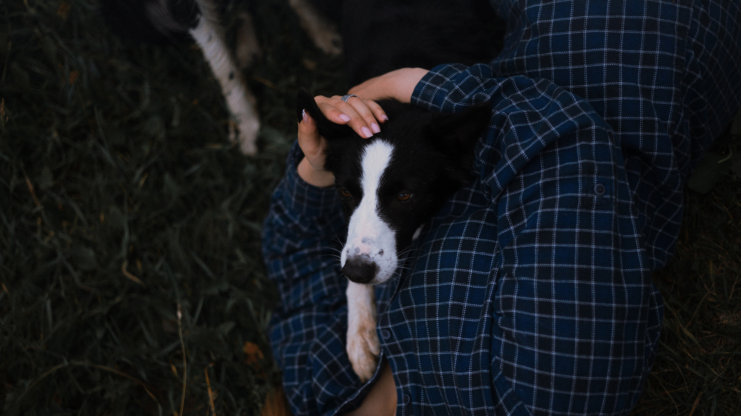 Аделя, Вандер, Шайна и Бая. Фотограф-анималист Богданова Полина