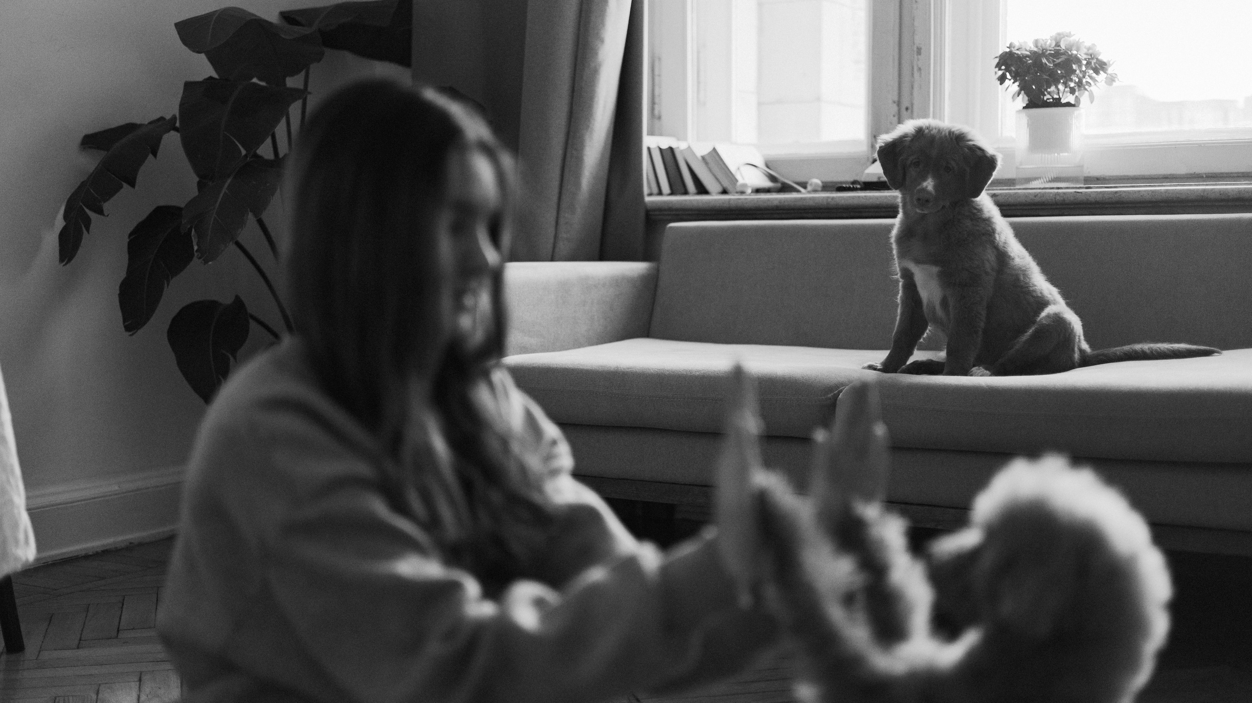 Маша, Одди и Нэвил. Фотограф-анималист Богданова Полина