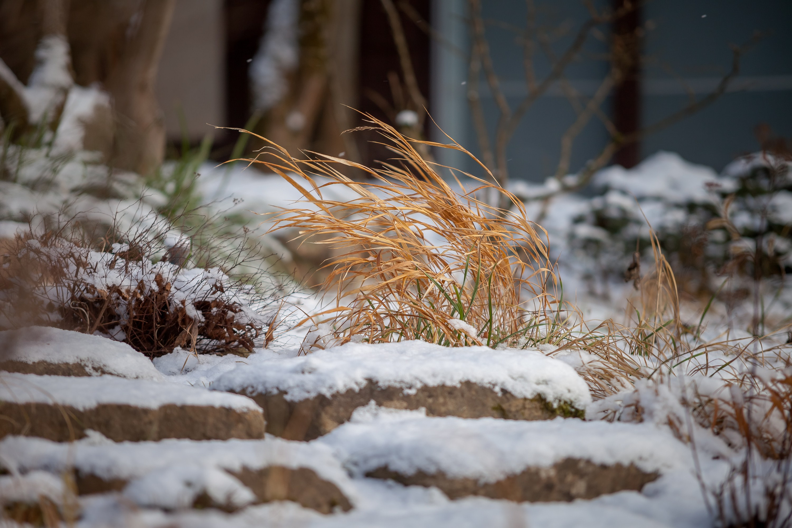 Спящий сад, Елены Асташкиной. Туманов Виталий — фотограф Москва