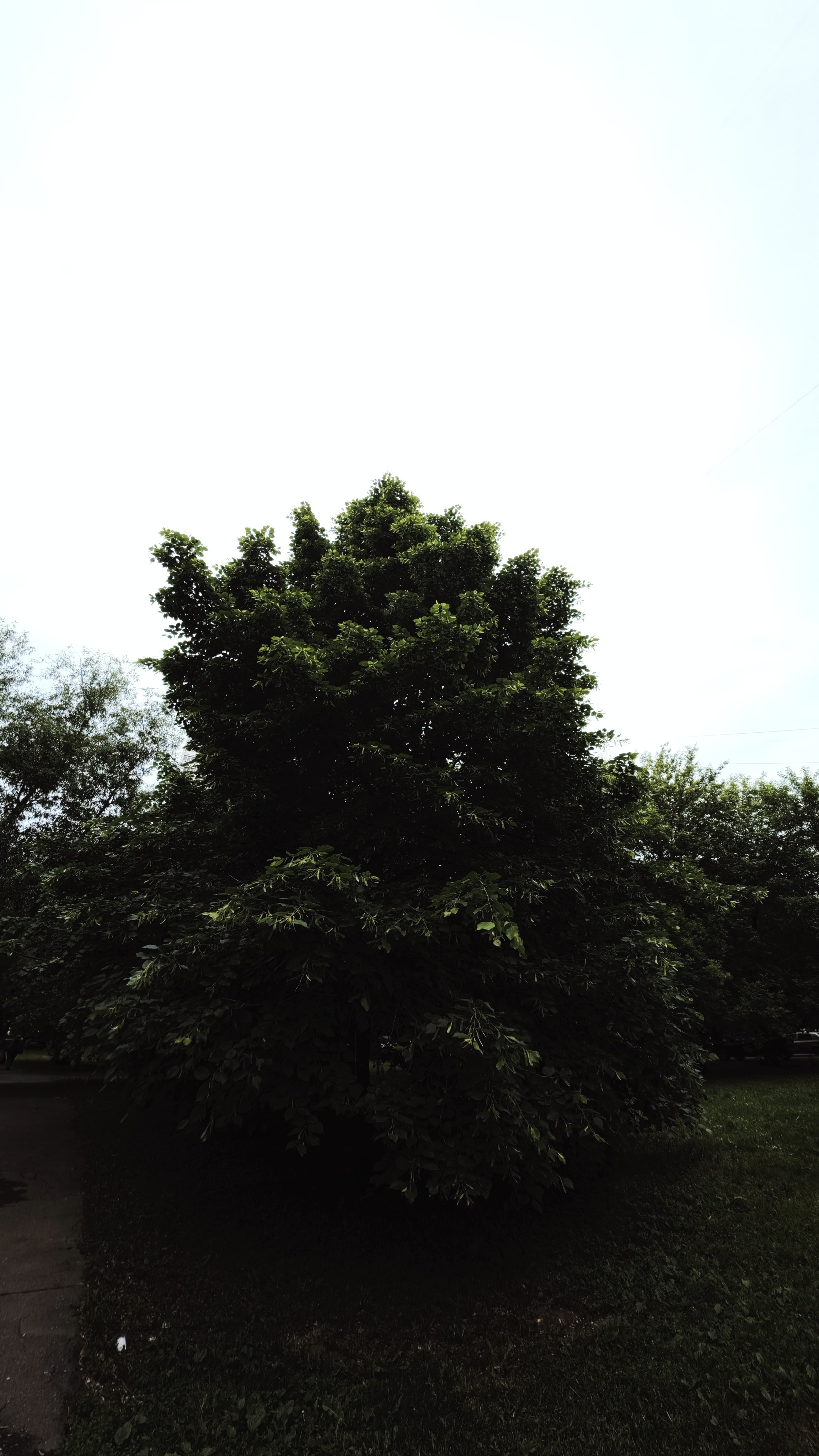 STREET TEST CODE: 001 / Ace Pro II Leica. Street Photographer