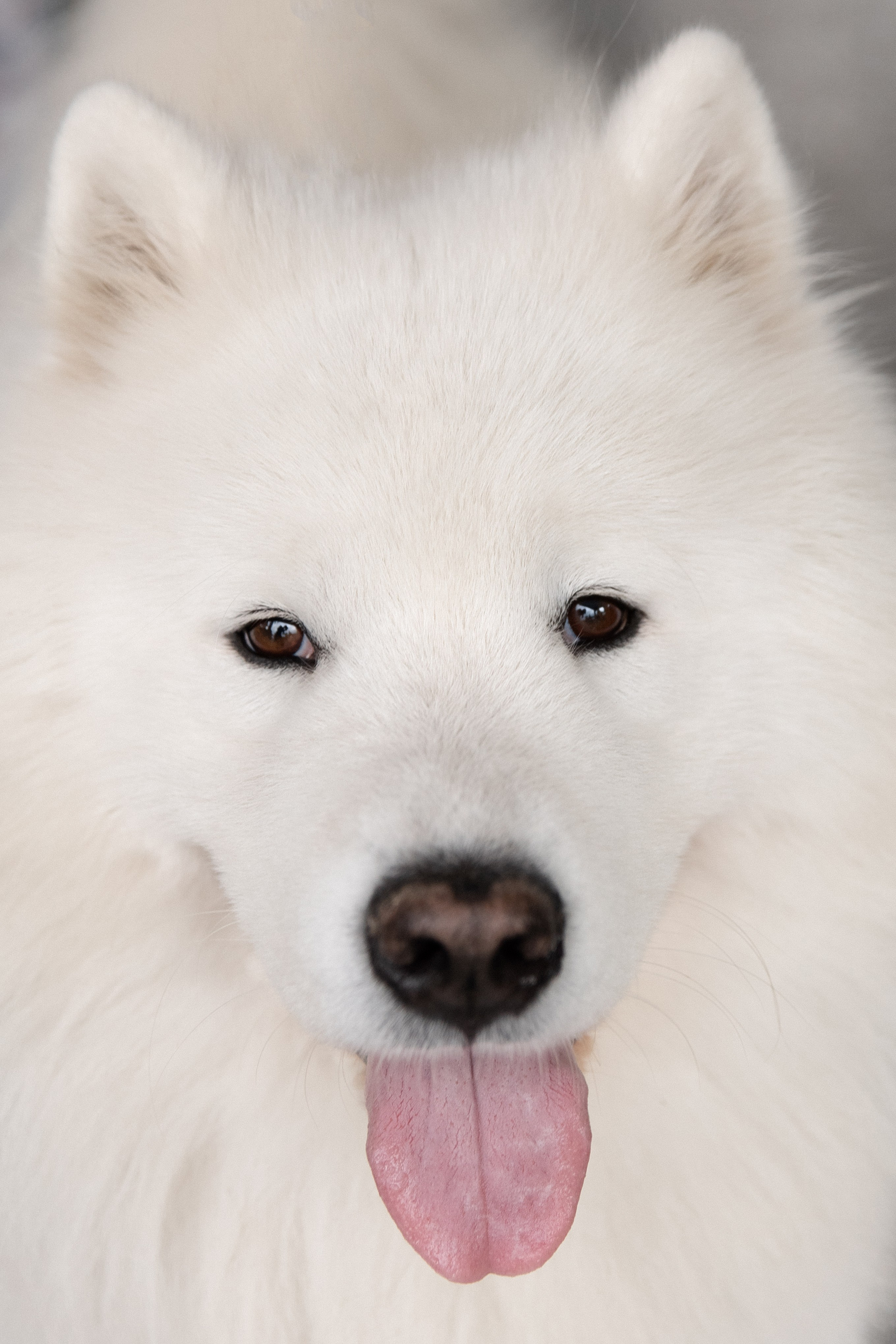 Wedding. Главная