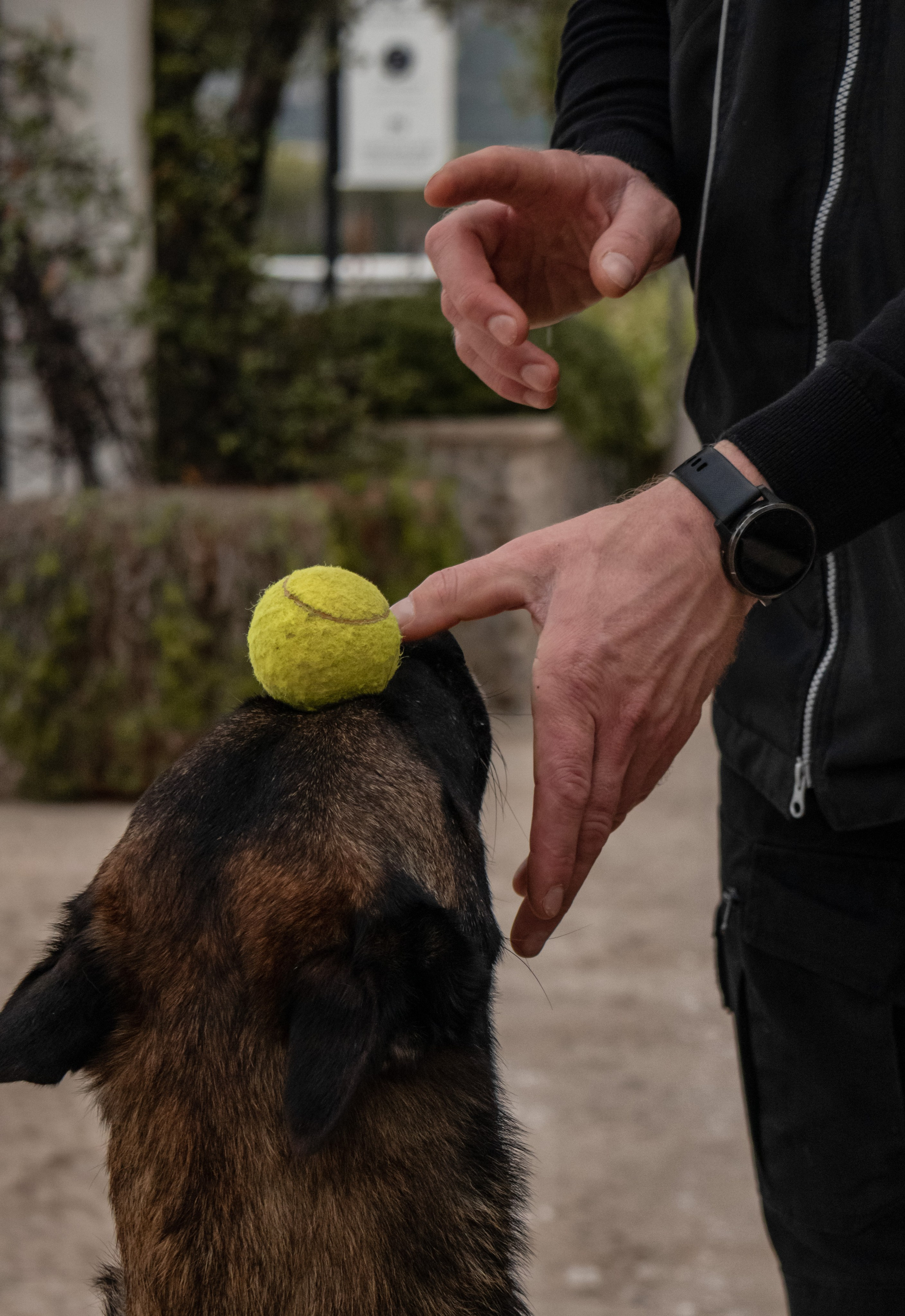 Photoshoot with a dog in Montenegro. Portrait photographer in Tivat Montenegro Katerina Kirsanova