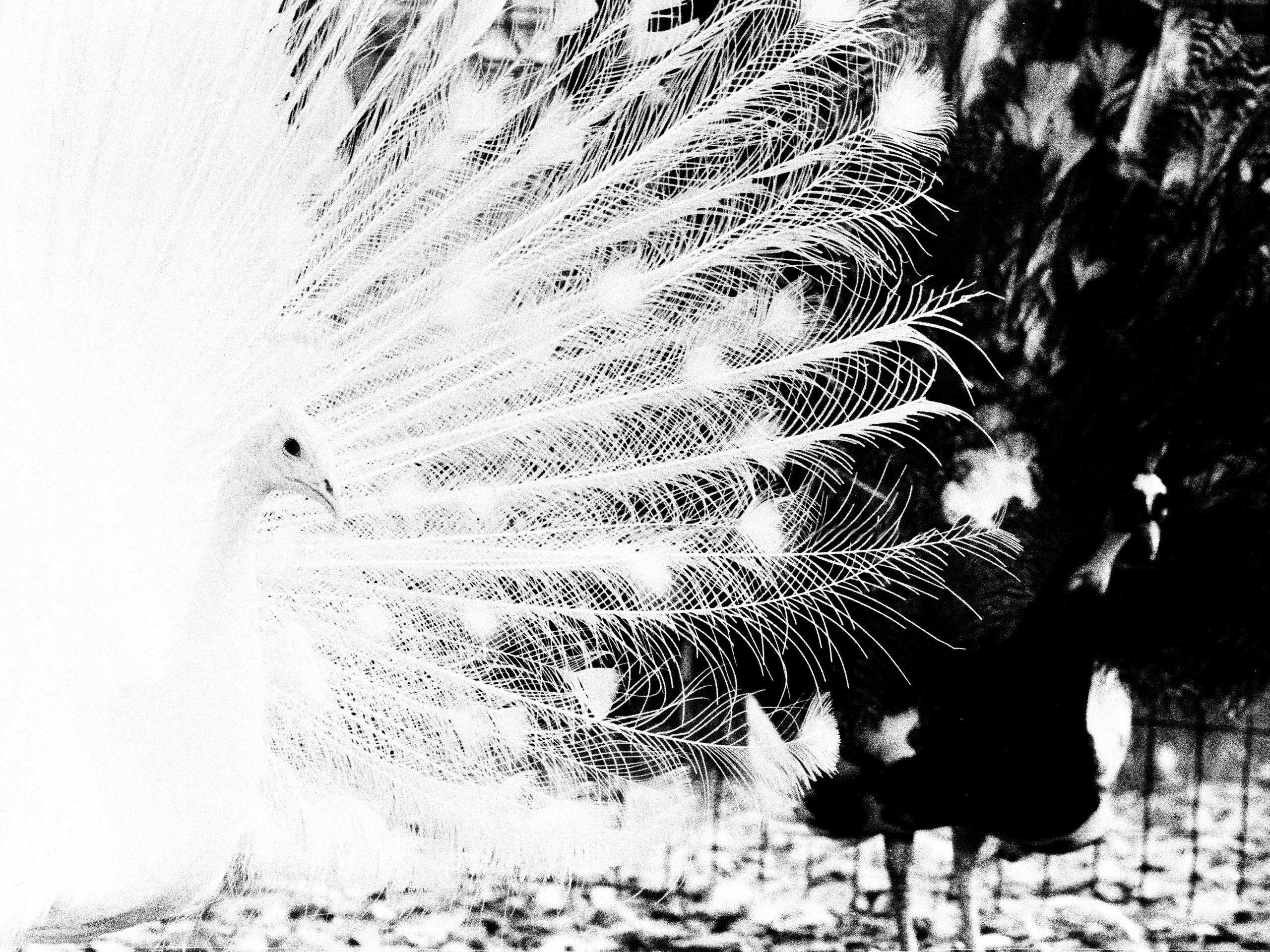Записки охотника. Аналоговая фотография
