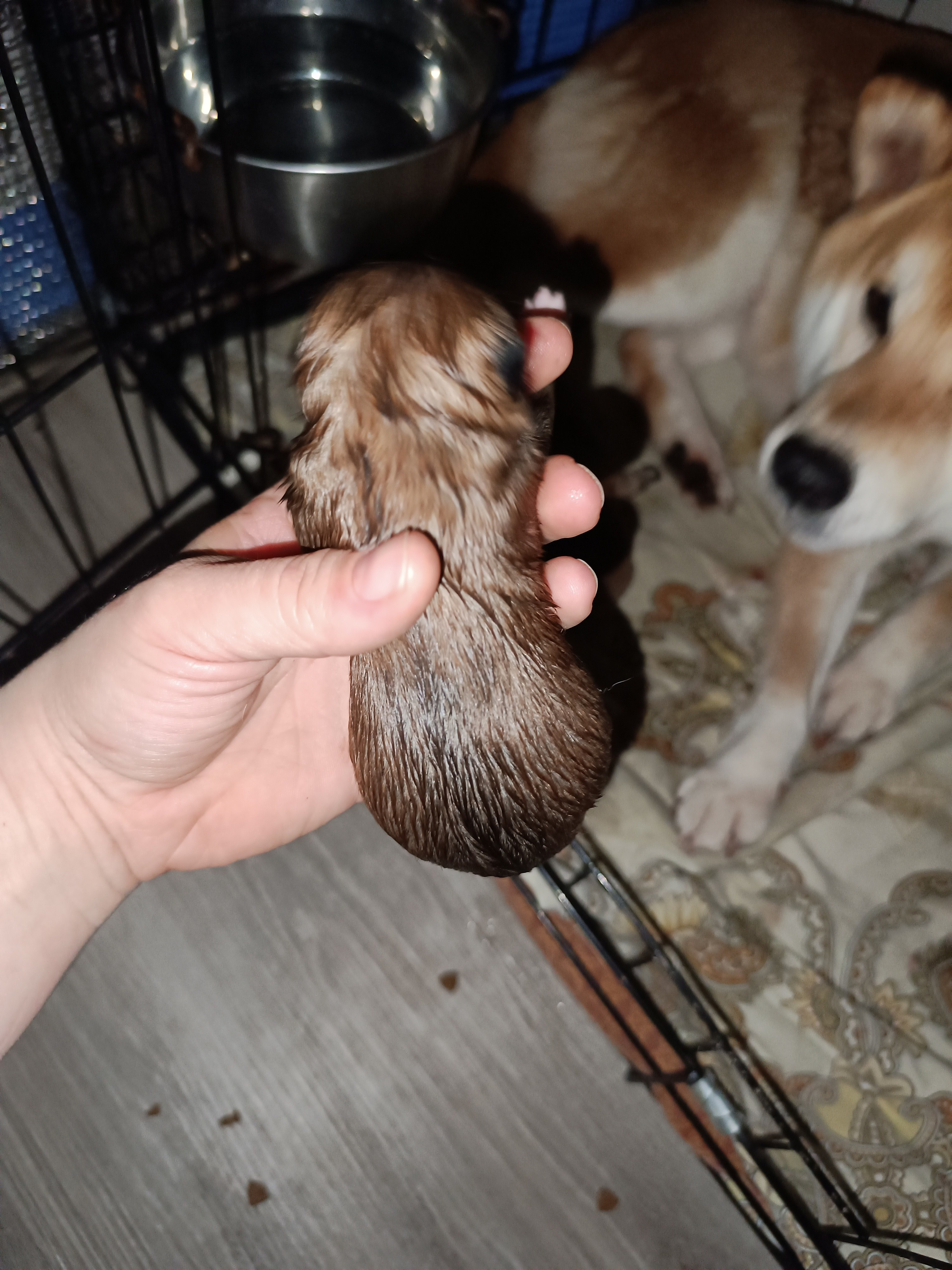 сиба питомник Рубилайт щенки на продажу rubylight  сиба щенки купить СПб Санкт-Петербург