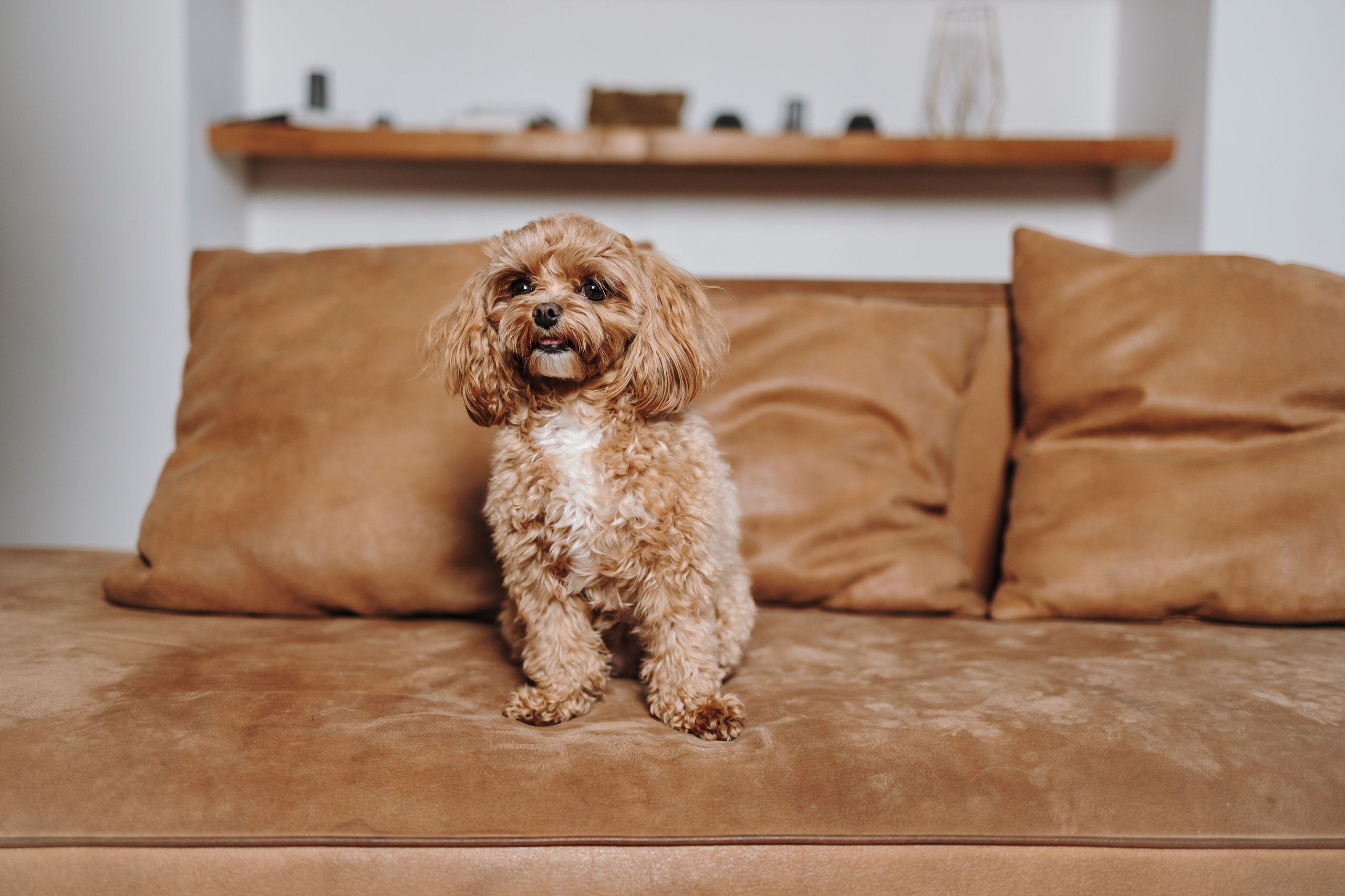 Груминг. Фотограф-анималист в Санкт-Петербурге Алина Яхонт