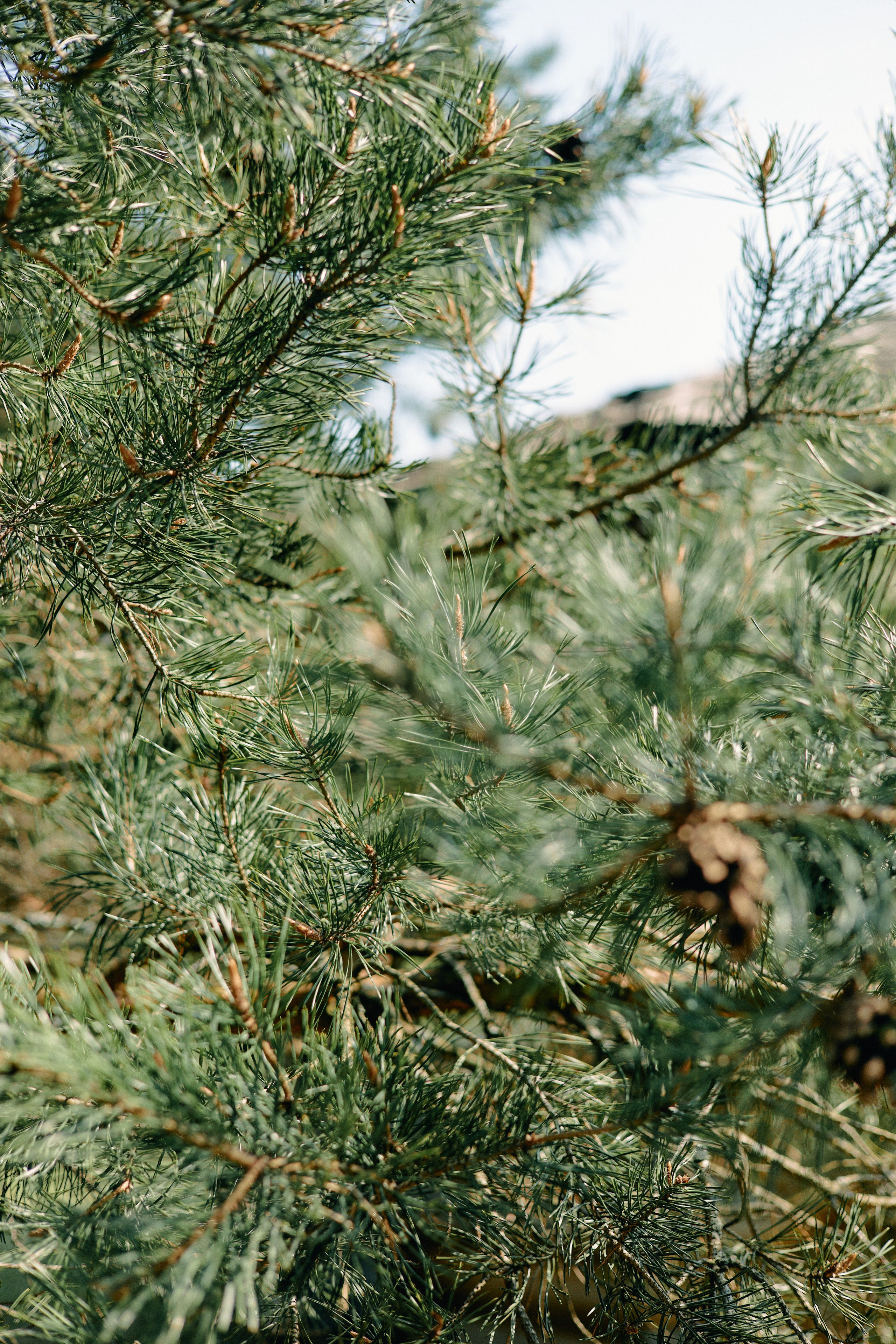 Бутик-отель Поле летом. Профессиональный Фотограф во Владимире, в Москве и в Суздале — Полина Романычева