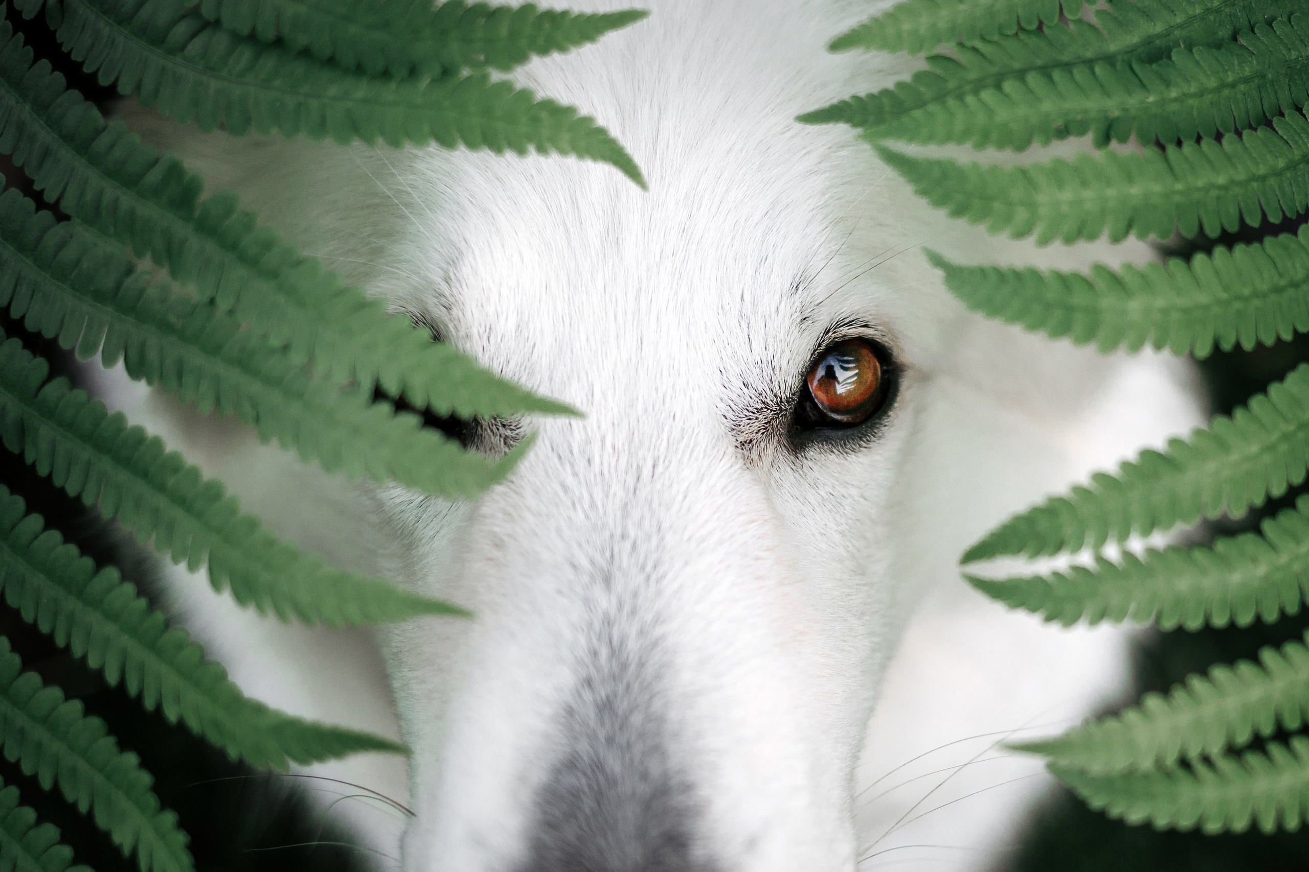 Как я выбираю, на какой объектив снимать животных?