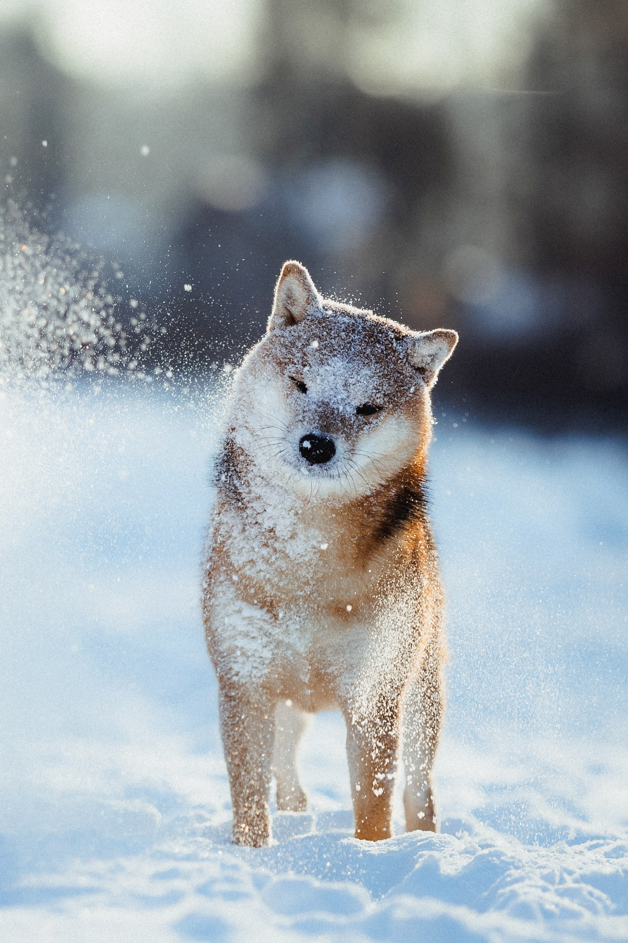 Шед, Цири и Ира