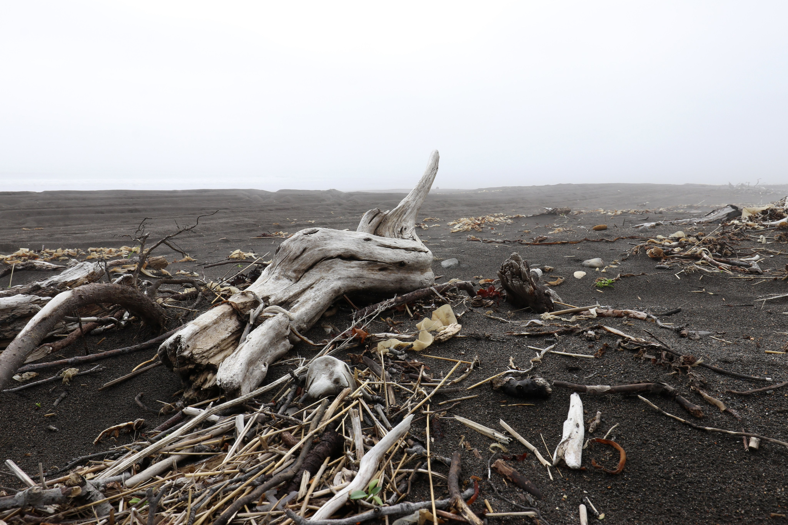 Камчатка и о. Парамушир. Июль 2024. Путешественник-фотограф из Санкт-Петербурга Татьяна Свистулина