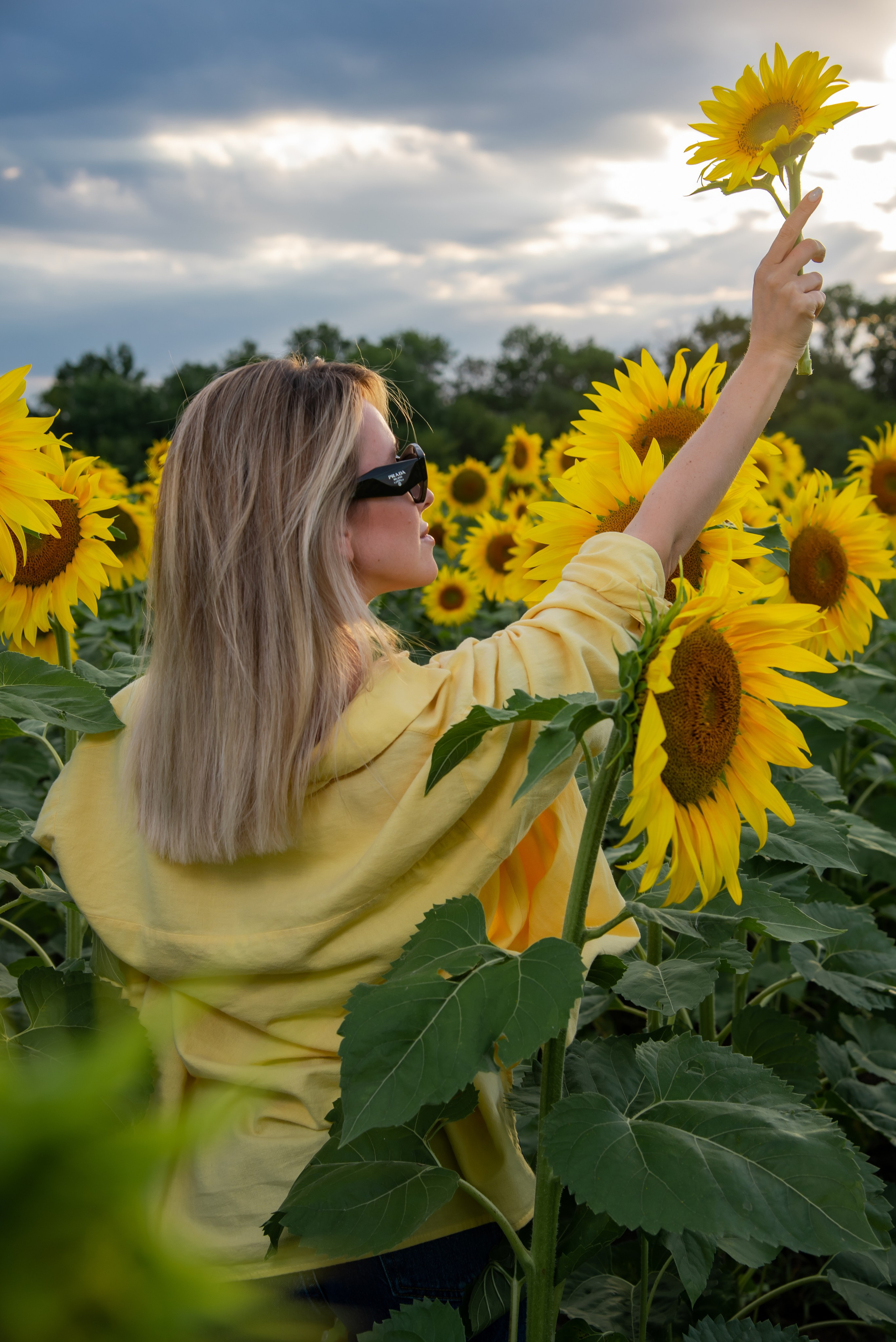 Подсолнух. Фотограф Галина Нестерова