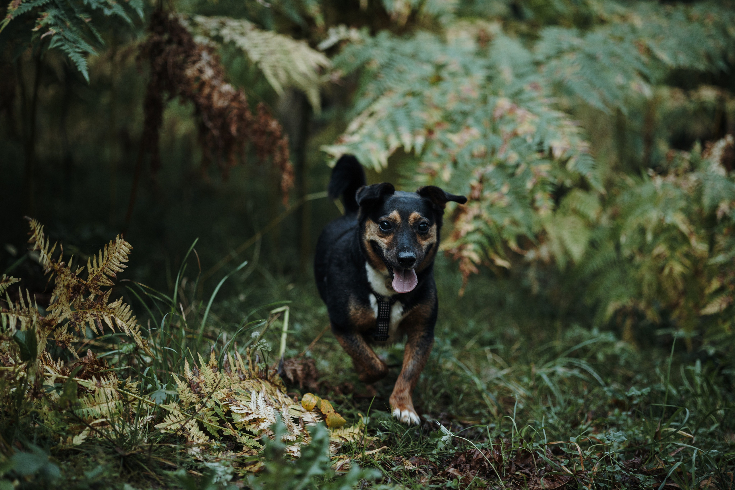 Ольга и Рекс. Фотограф — Анималист | Санкт-Петербург