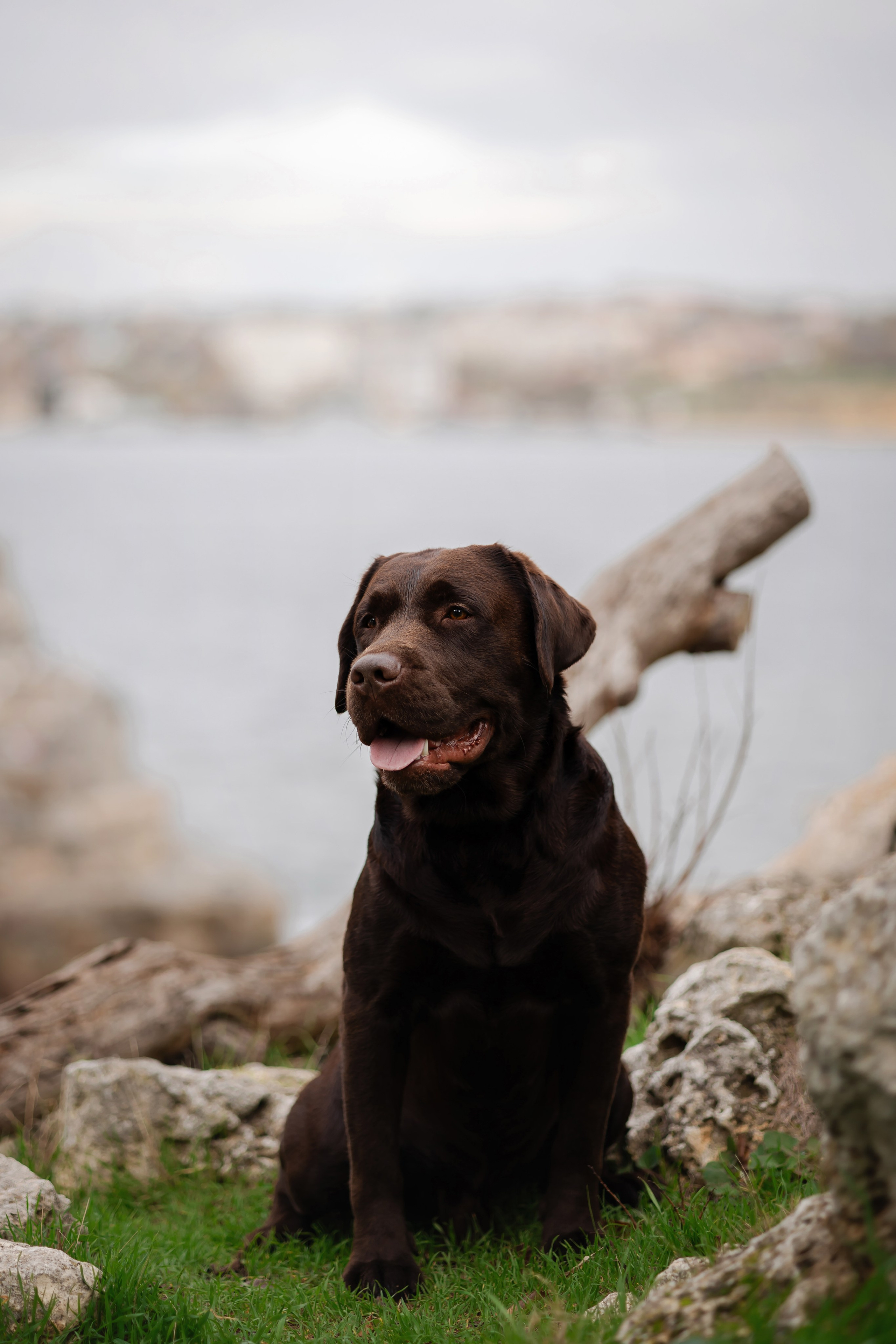 Фотосессия в центре Севастополя. Фотограф-анималист в Краснодаре Маша Мельникова