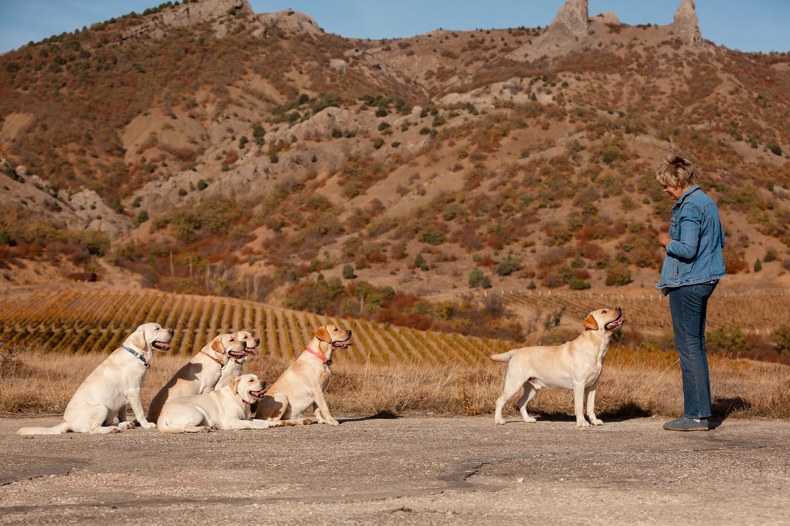 Лабрадоры и горы. Фотограф-анималист в Краснодаре Маша Мельникова