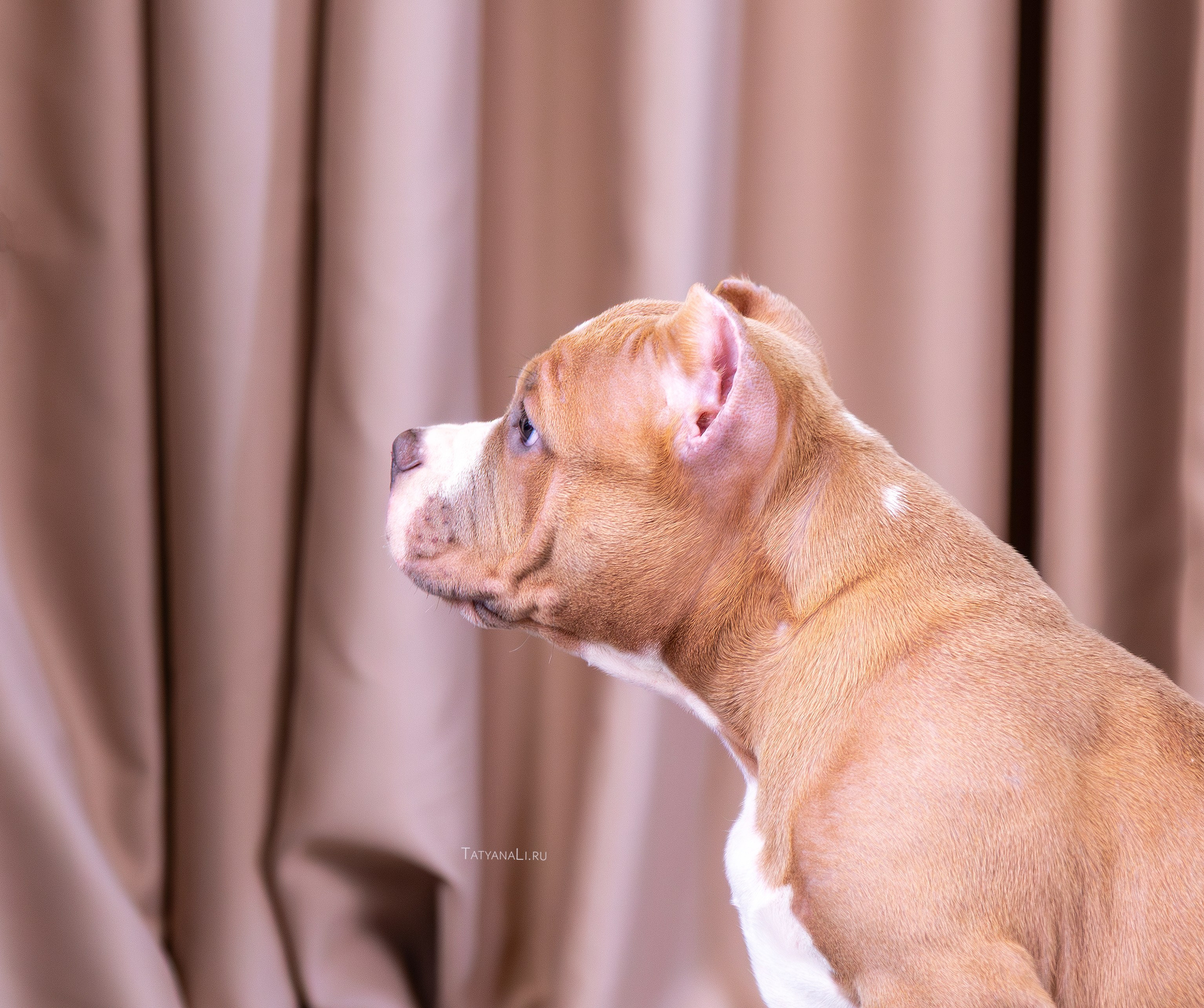 Американский булли. Фотограф — анималист Татьяна Ли