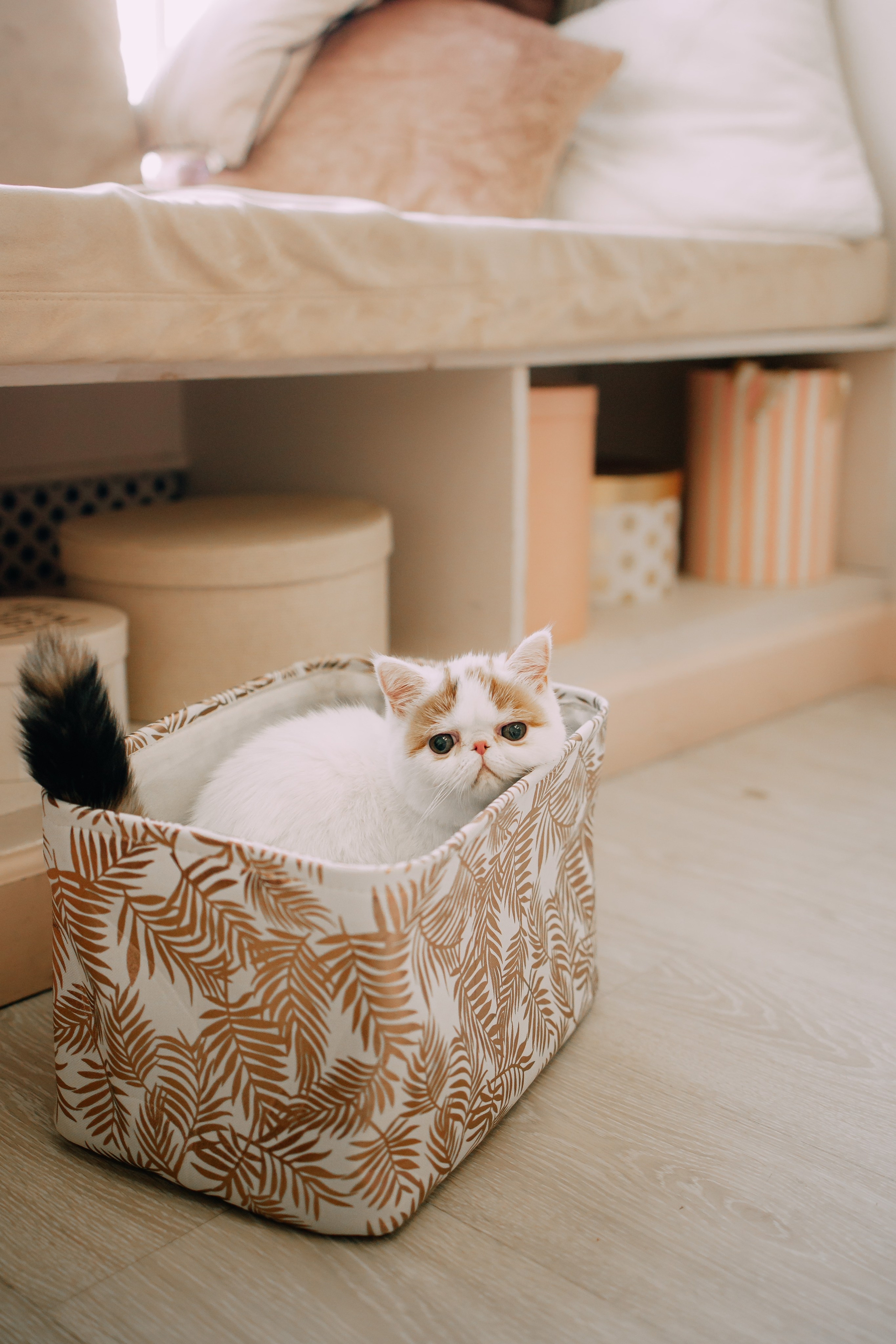 Султан, Мэй Мэй и Шанталь и их семья