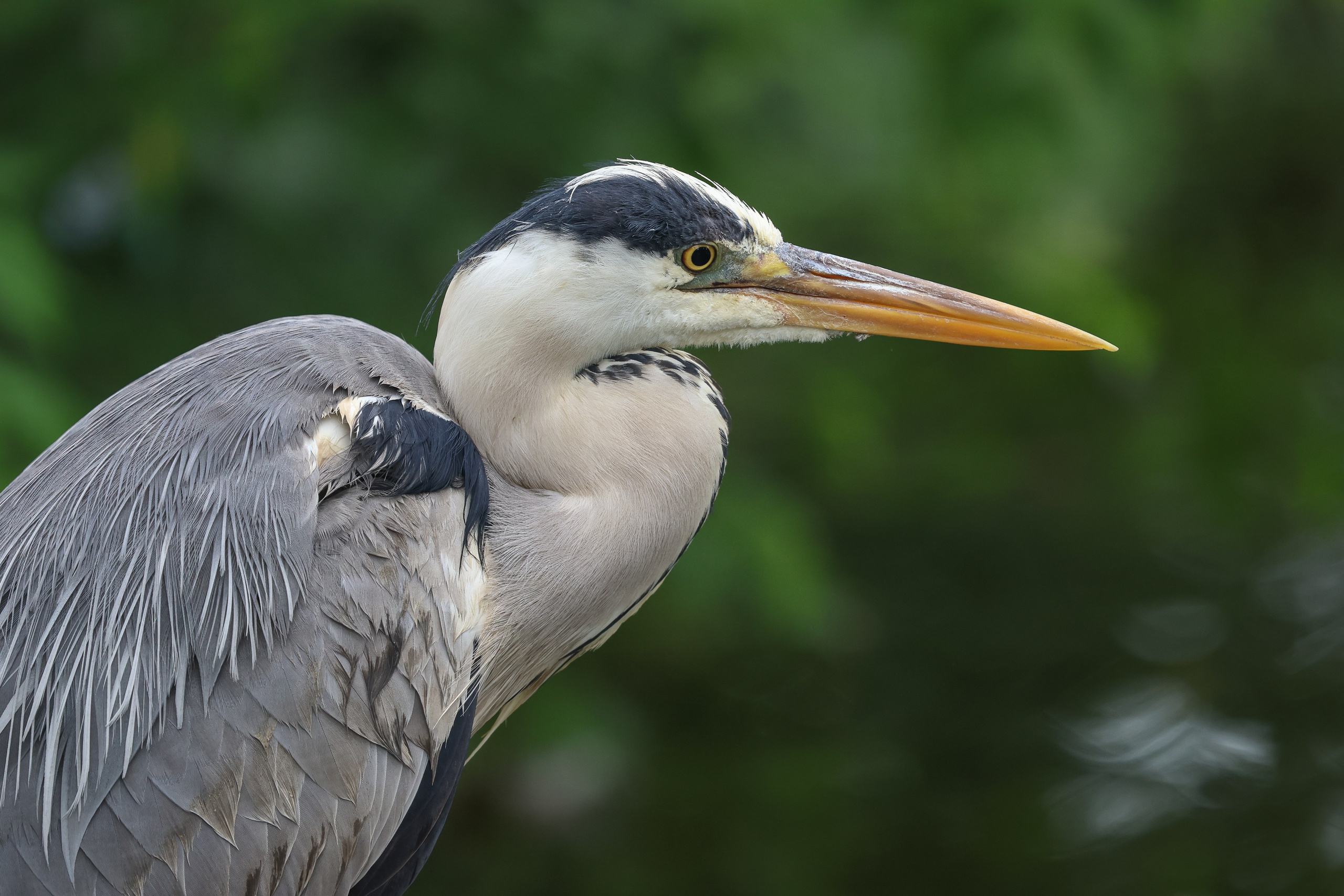 В мире животных. Фотограф Дмитрий Алексеев