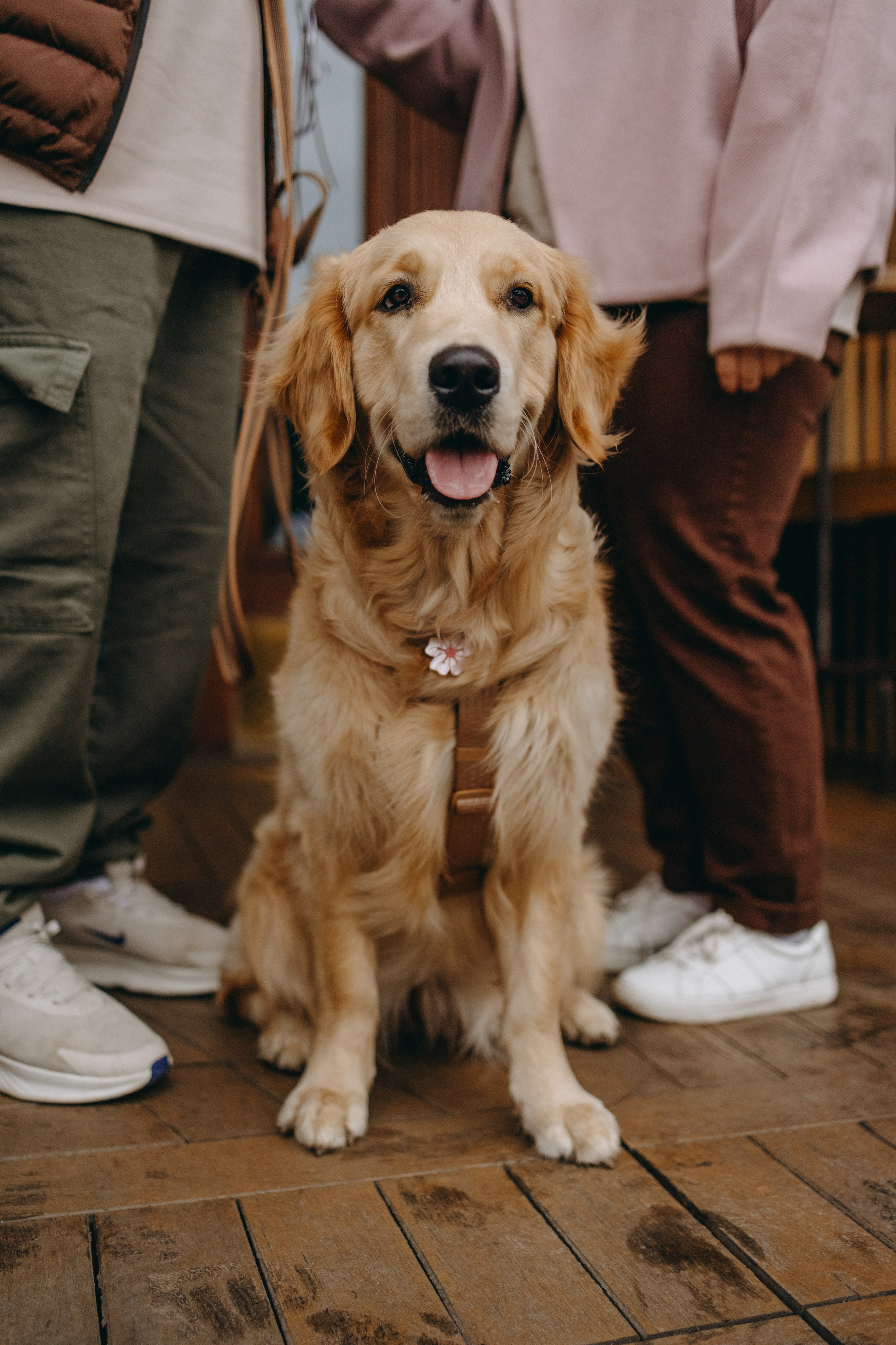 Бетти и ее семья. Фотограф — Анималист | Санкт-Петербург