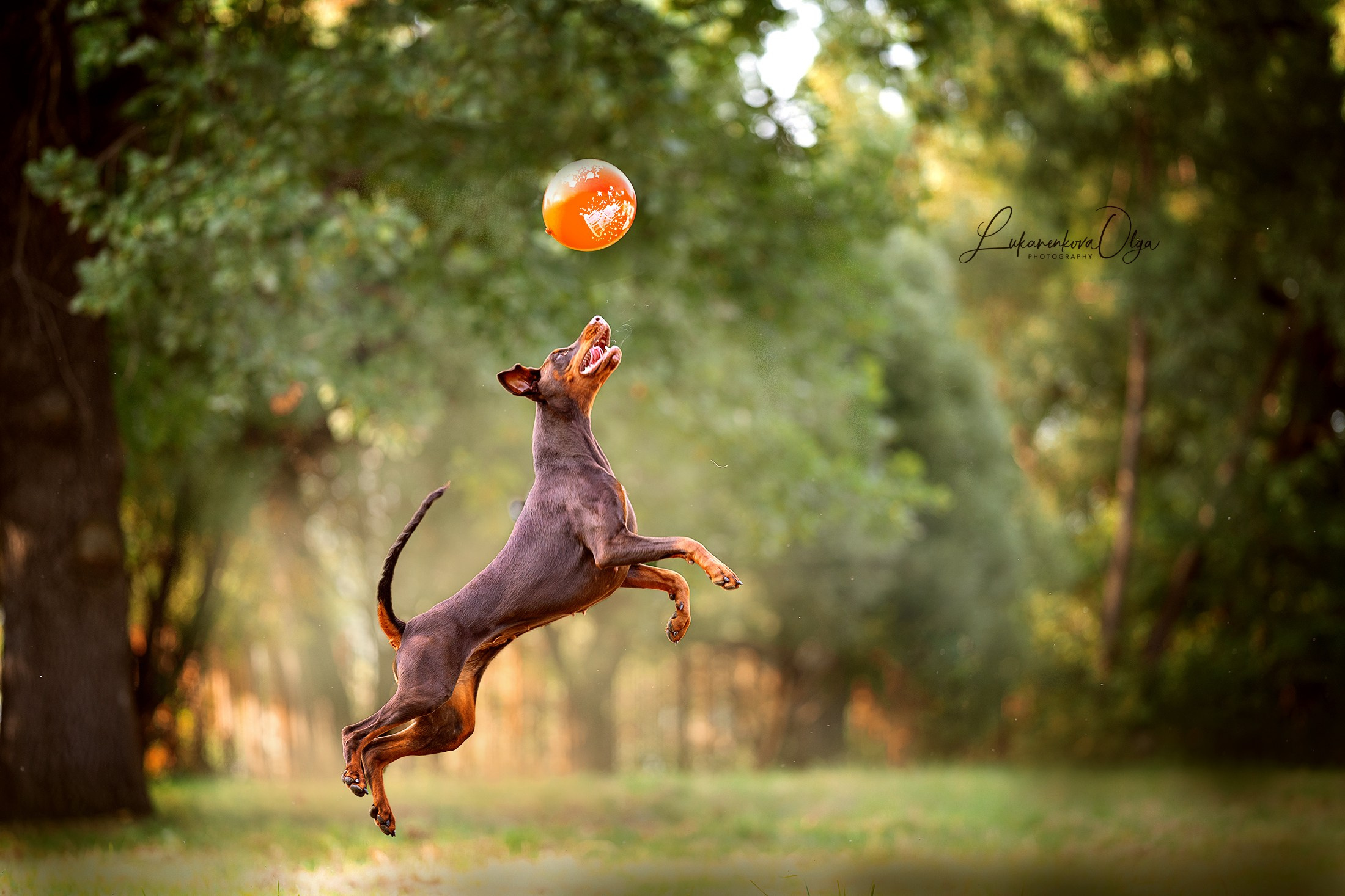 Летающая Латика. Фотограф анималист Ольга Луканенкова в Москве