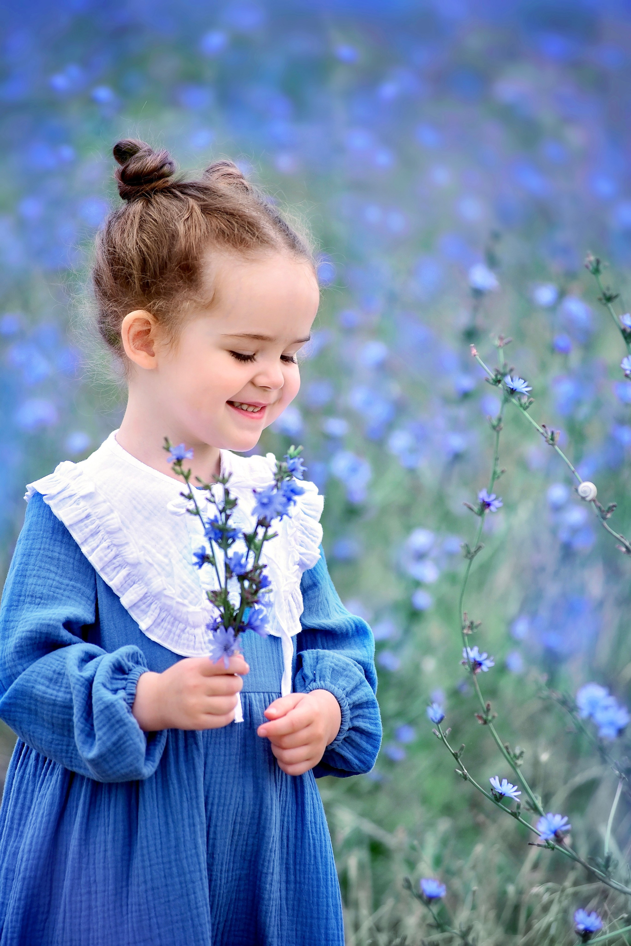 Цикорий. Главная