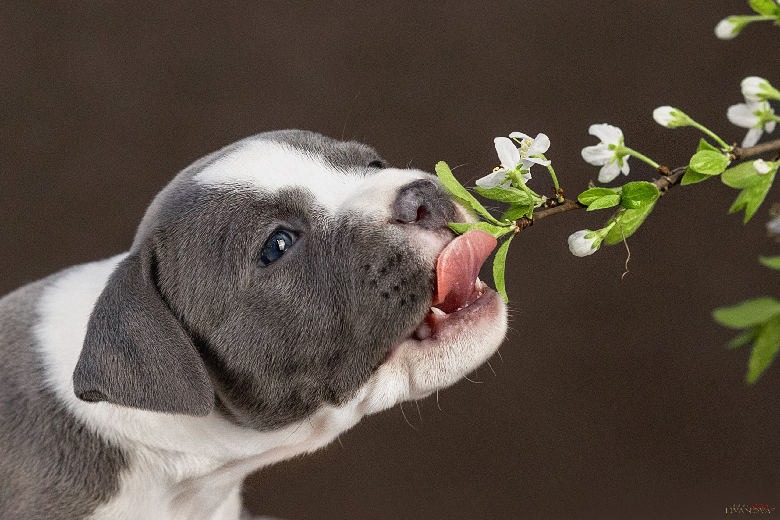 Стаффики. Фотограф анималист Аня Ливанова | Рыбинск
