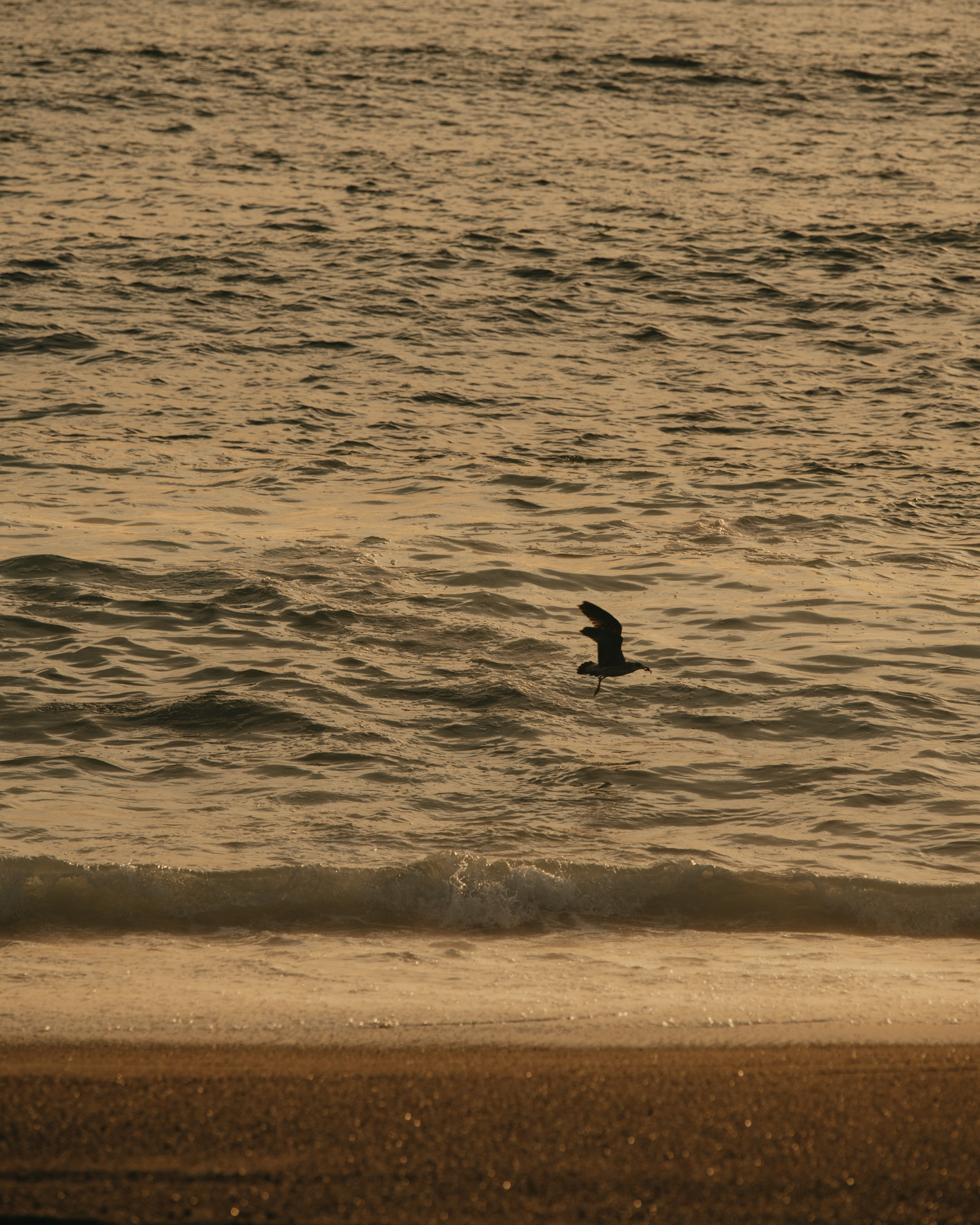 HELENA and PEDRO. Espinho. Anastasiia Antoniuk portrait, family and couple photographer, Portugal