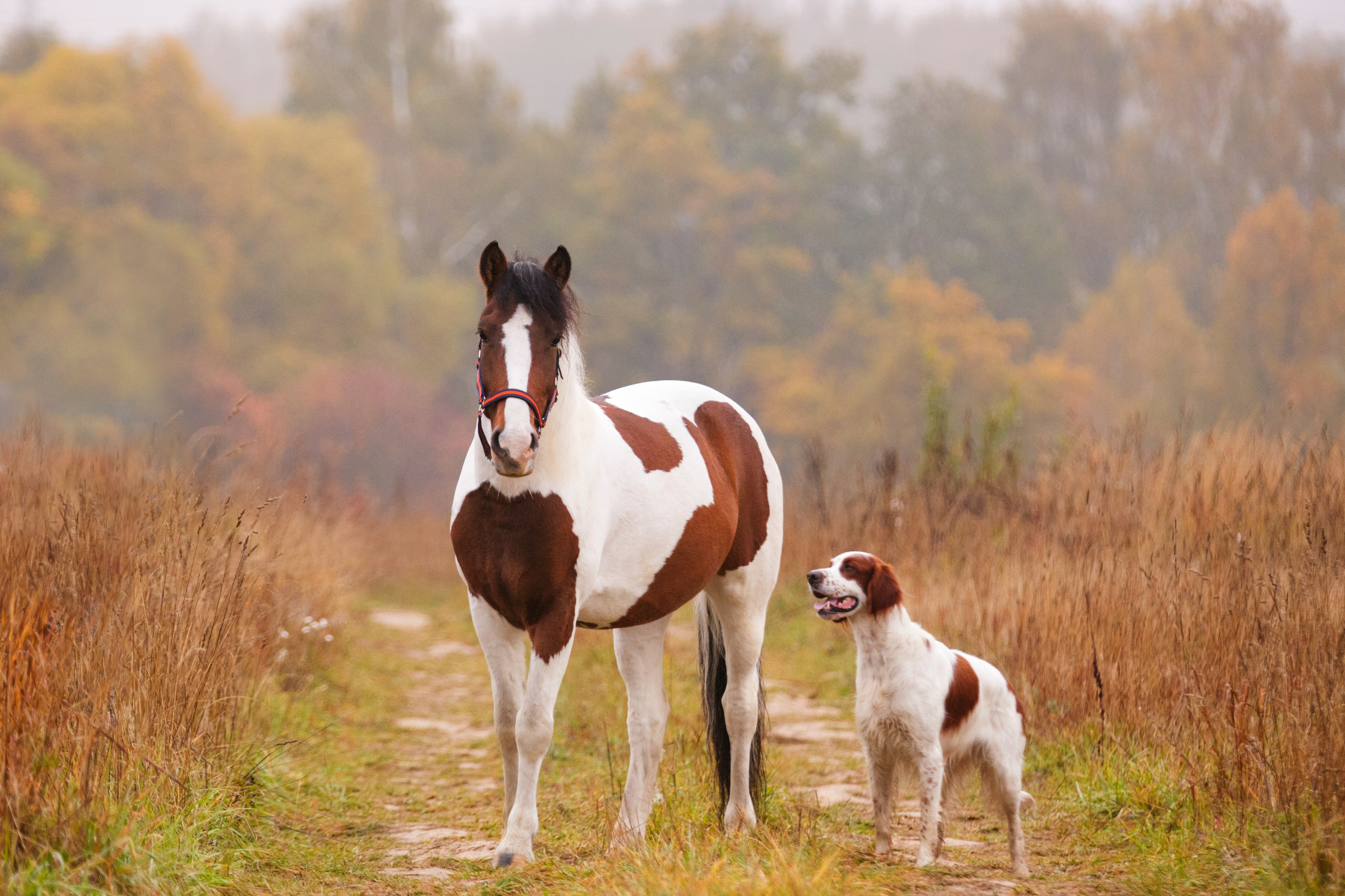Ирландский красно-белый сеттер Шамрог. Фотограф-анималист Natalia Deingel | Фотосъемка собак в Москве